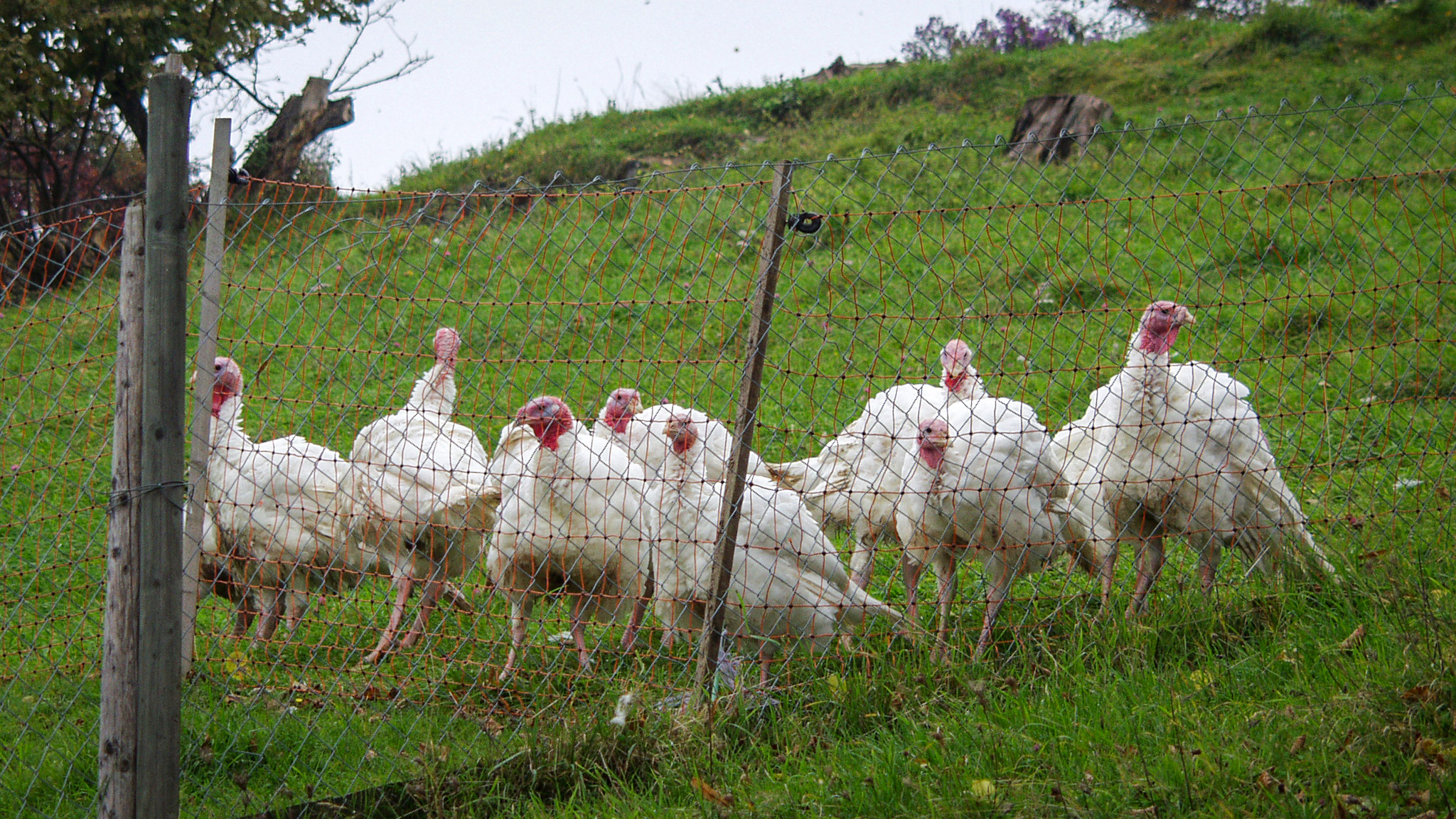 20021011165503 PA110112