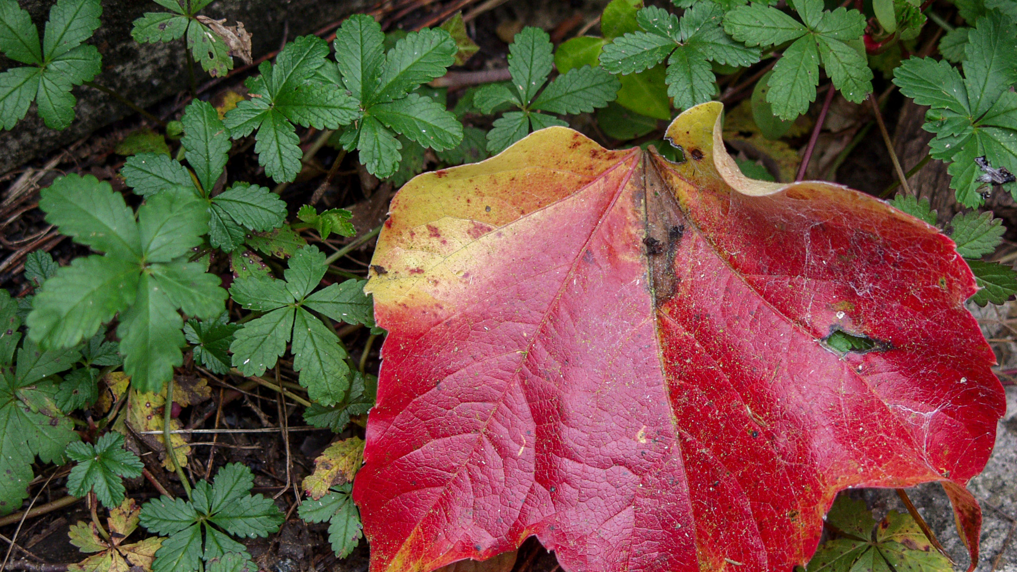 20021011171025 PA110138