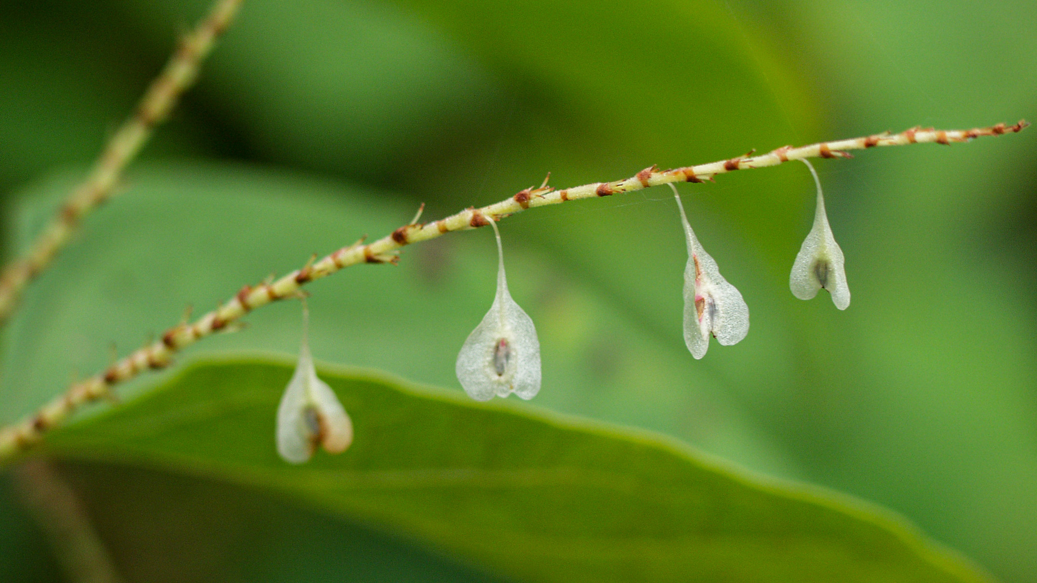 20021011171152 PA110141