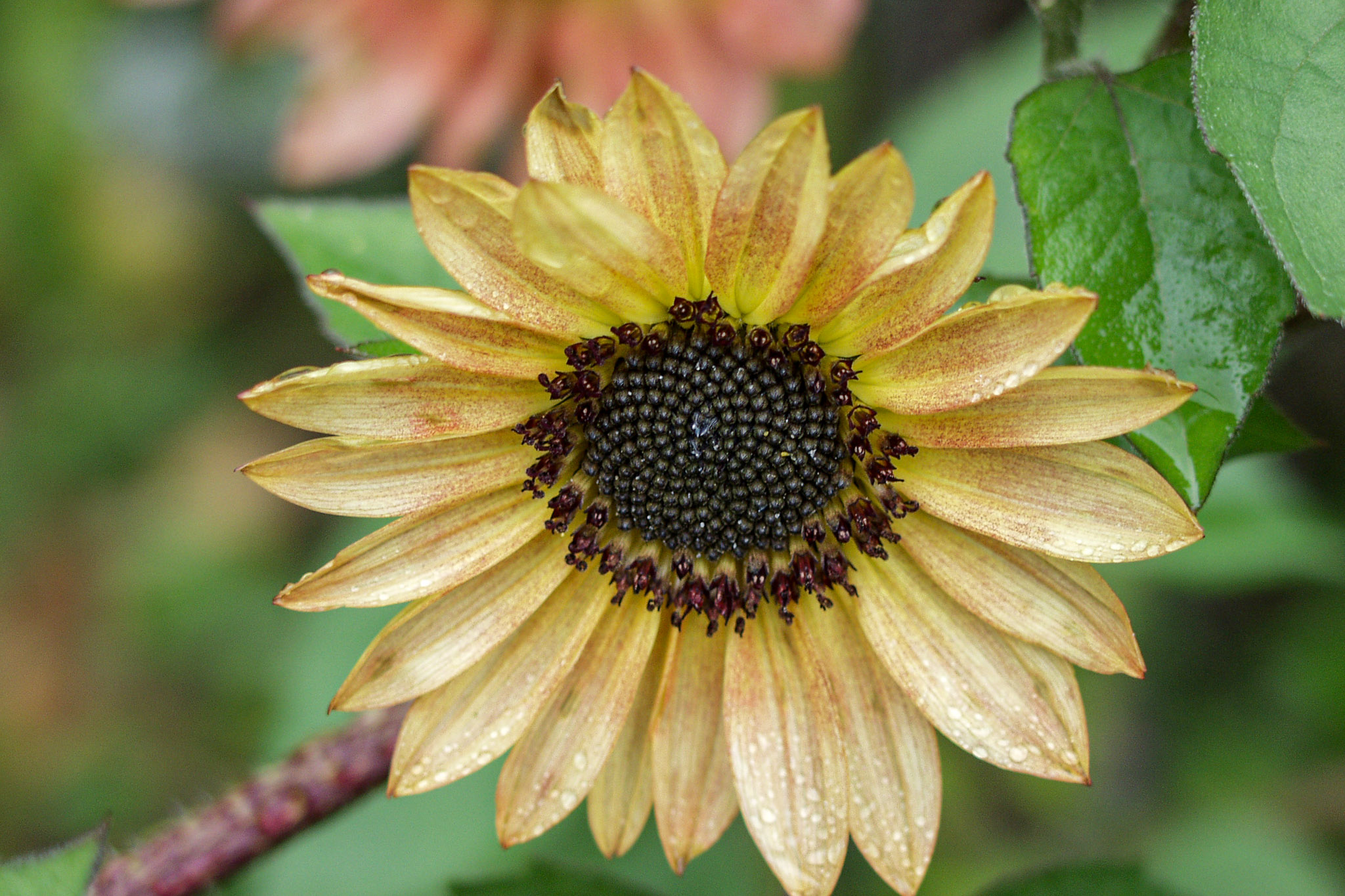 20021012144916 PA120212