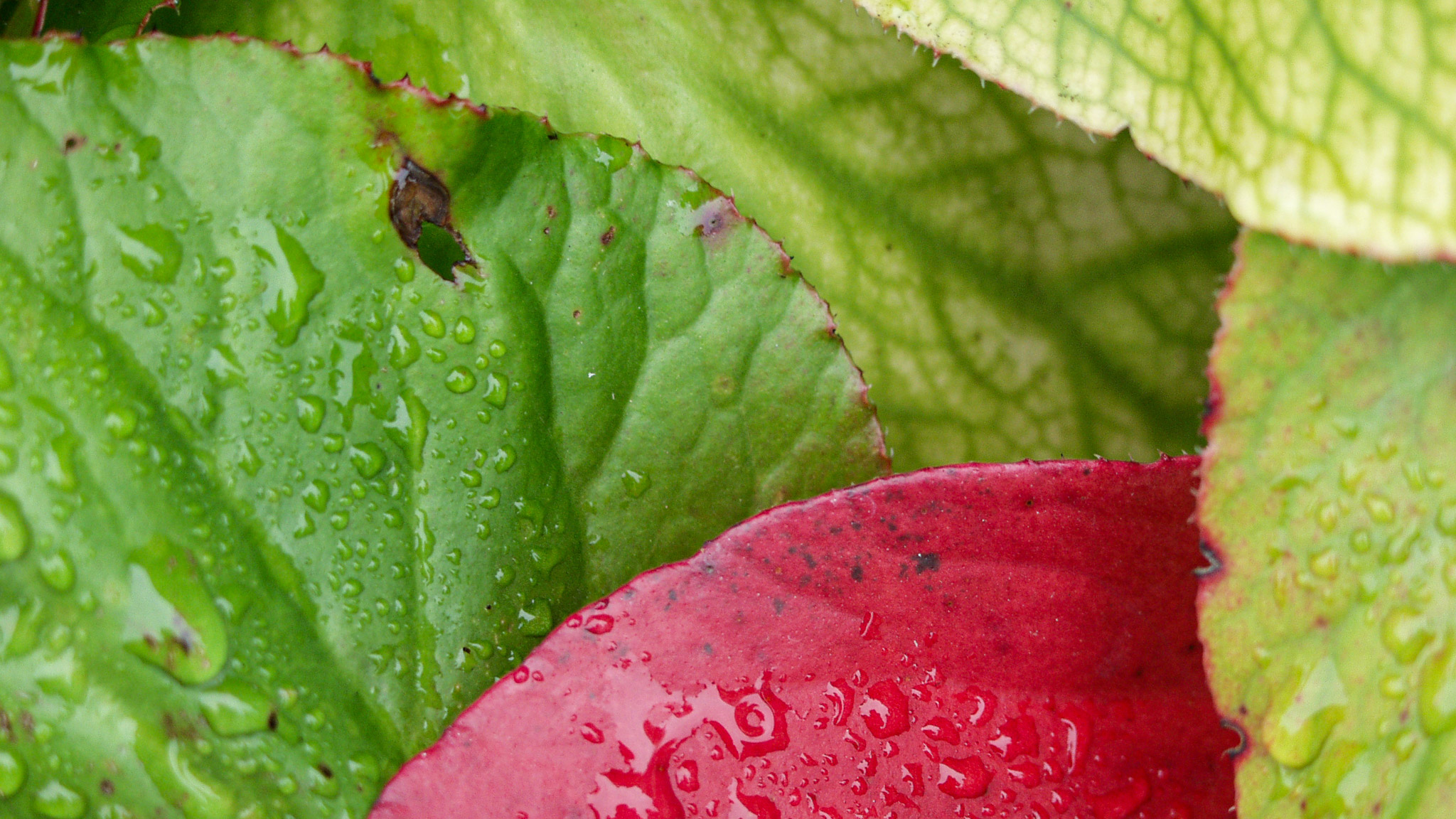 20021012150432 PA120236