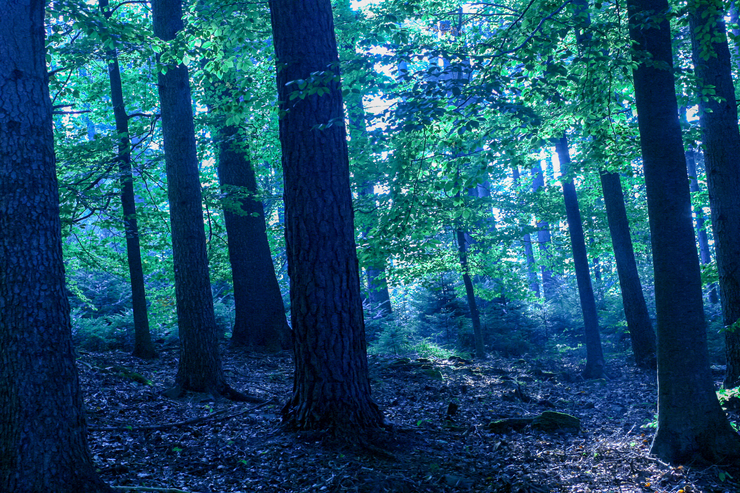 20051015155518 IMG 6684