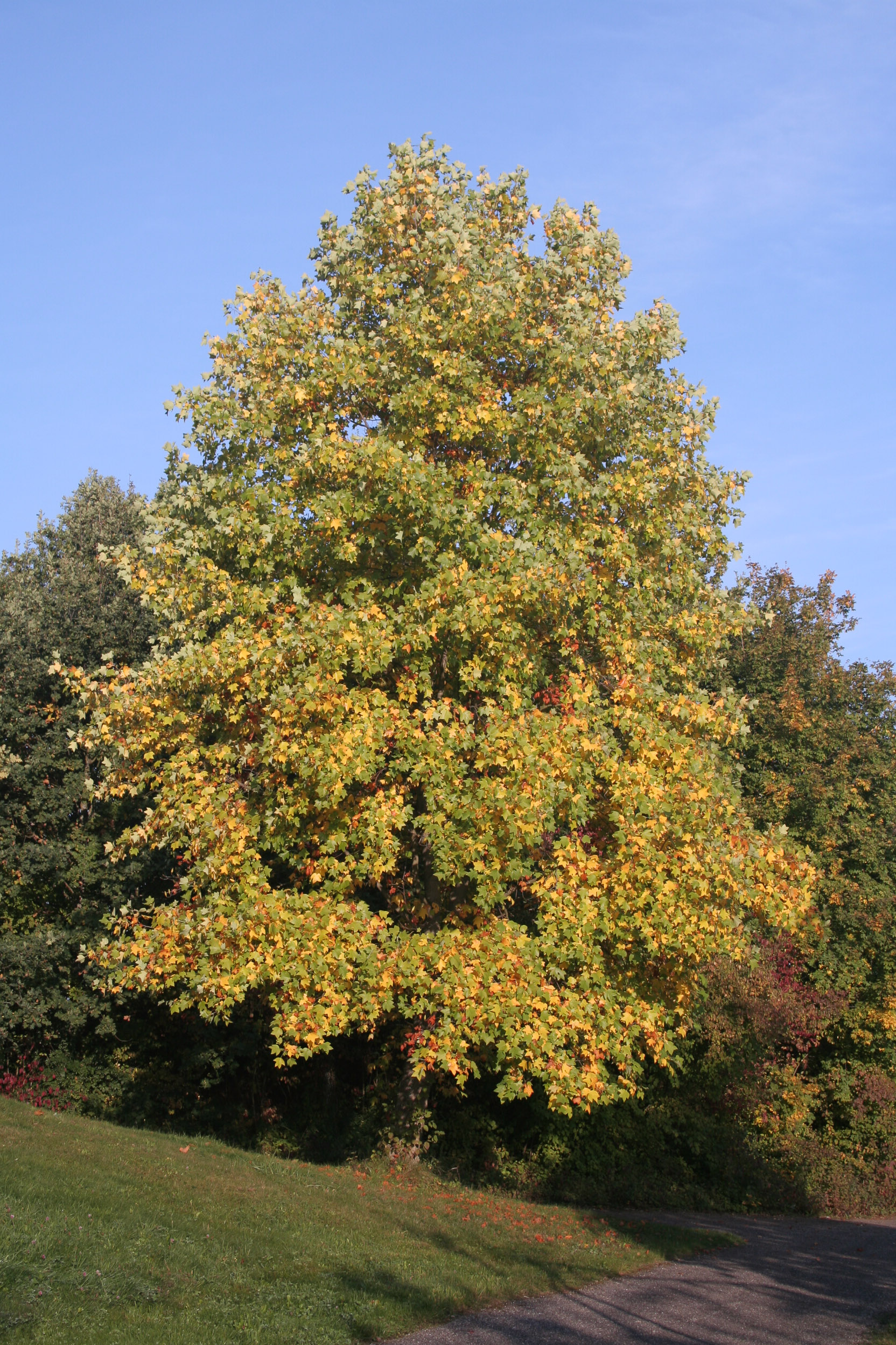 20051016091925 IMG 0001