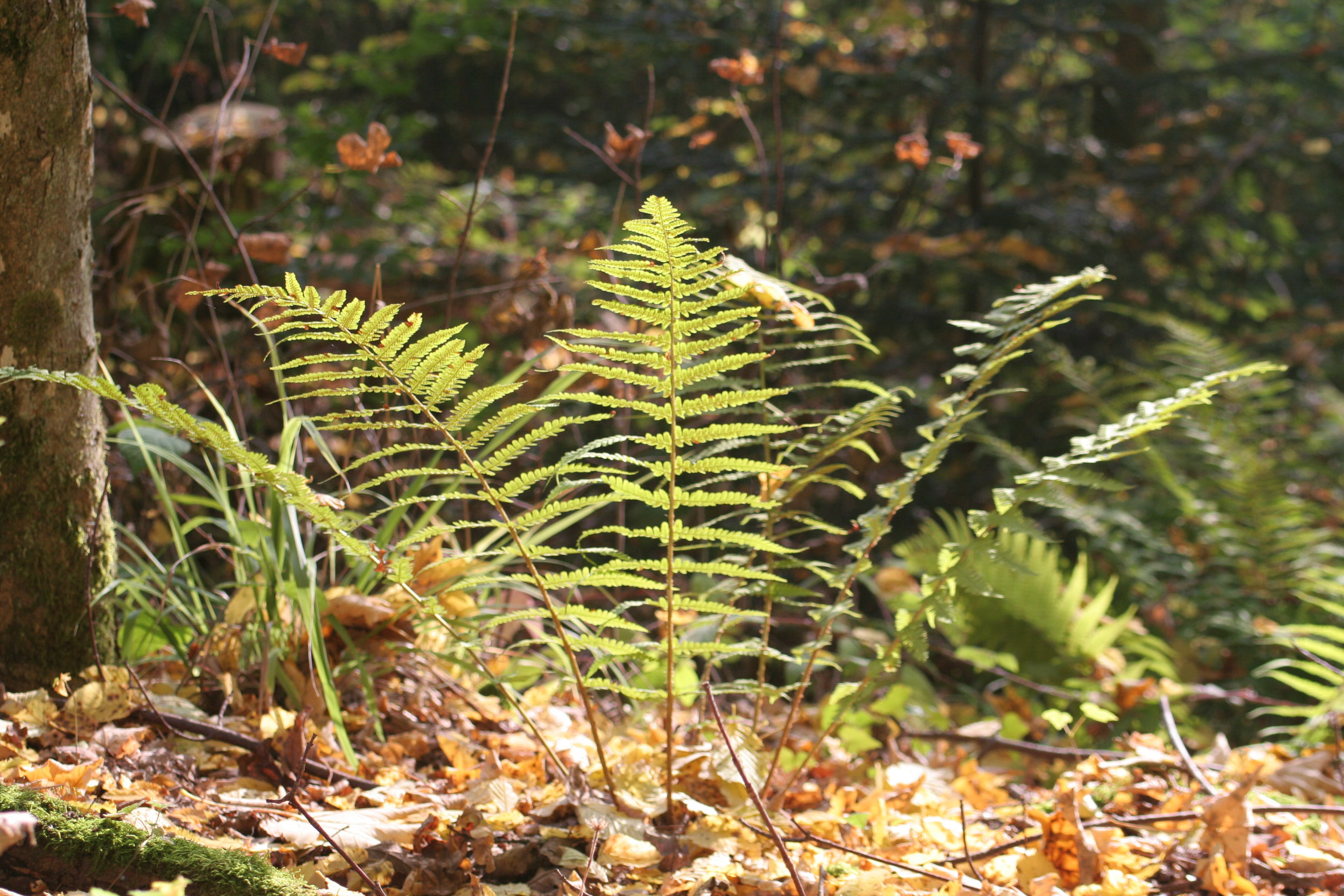 20051016100009 IMG 0023