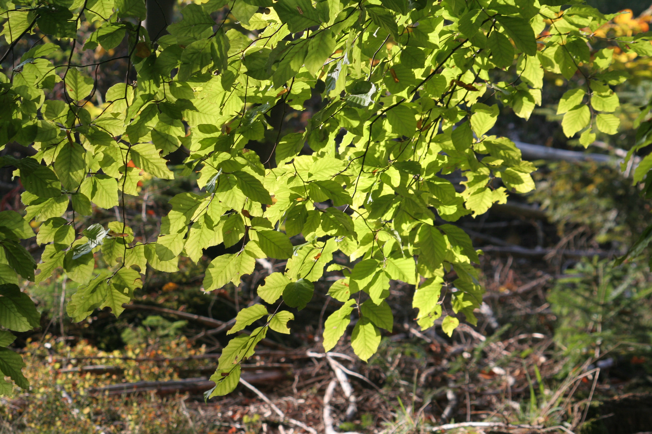 20051016102224 IMG 0033