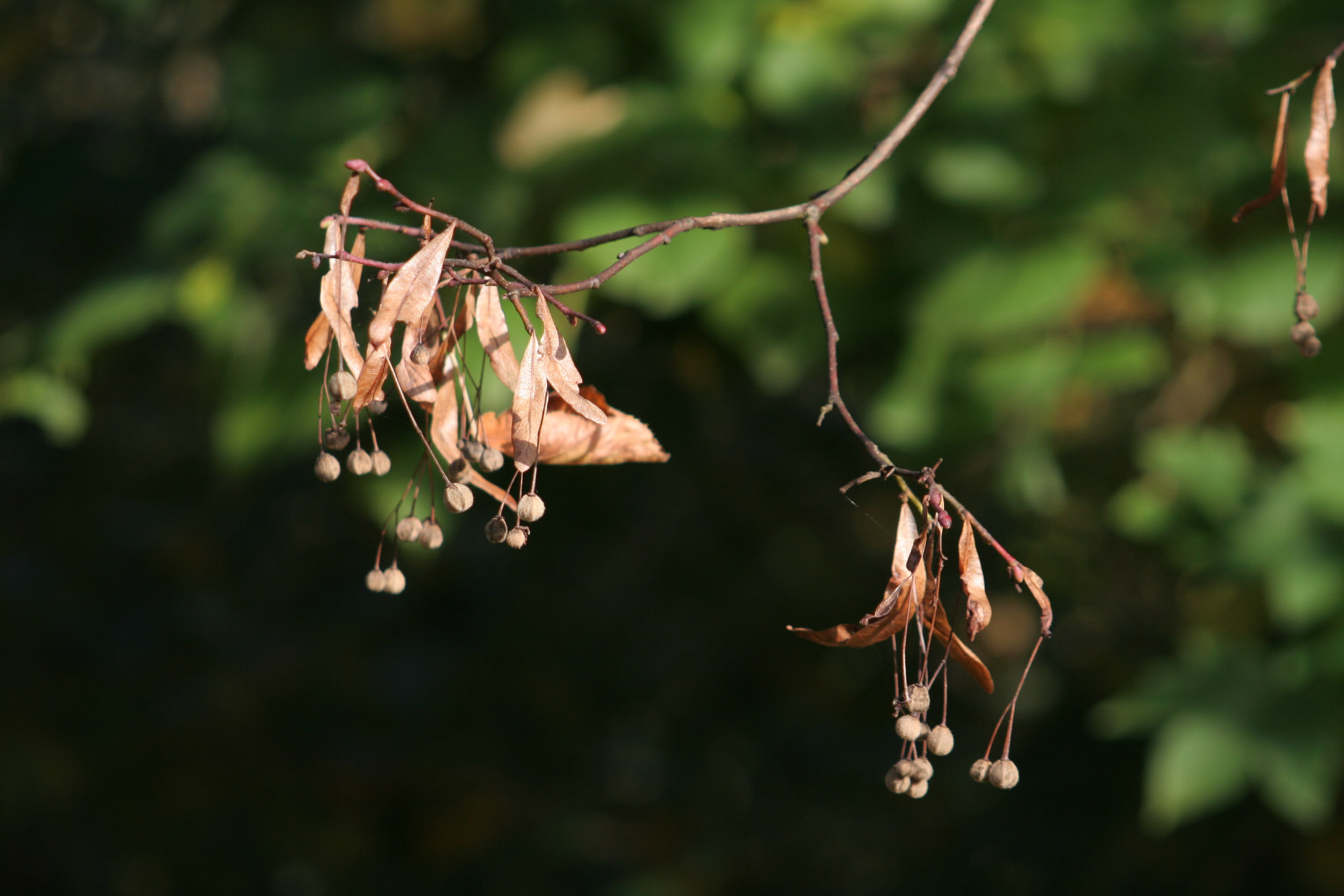 20051016151150 IMG 0004