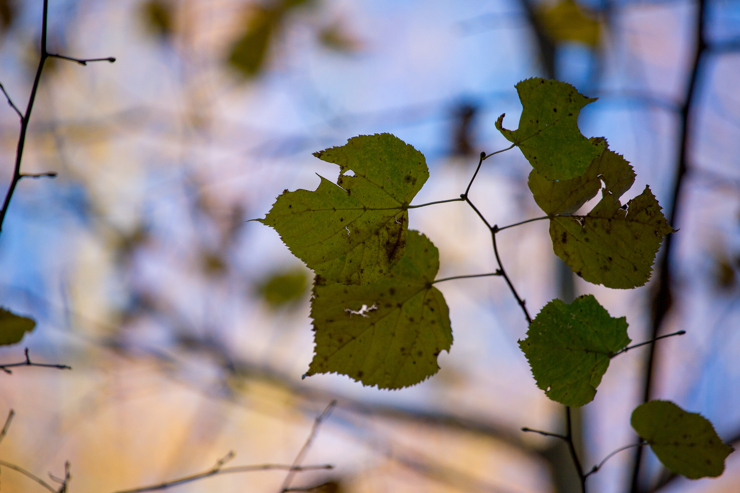 20131027090521 RD 27920