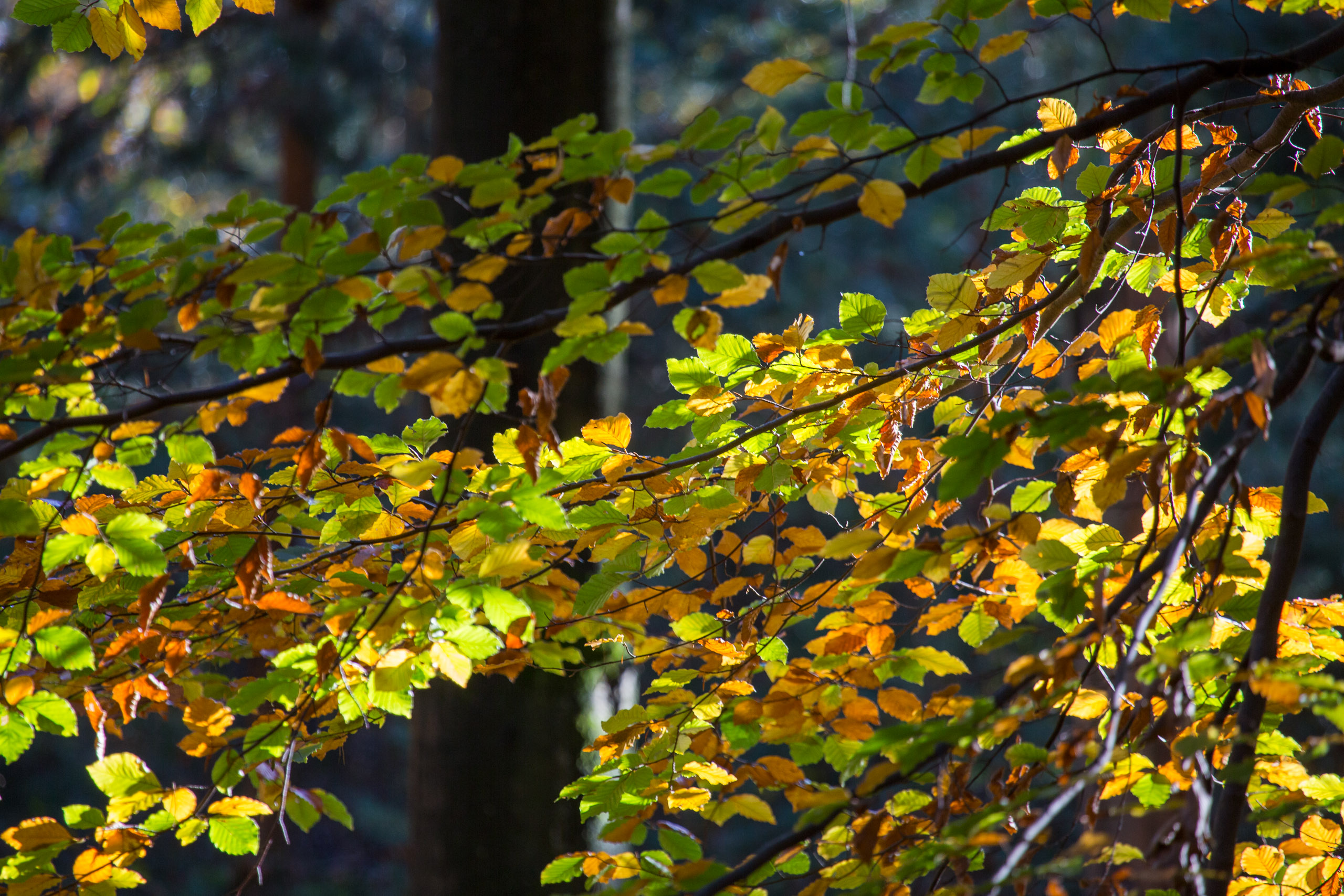 20131027091724 RD 27972