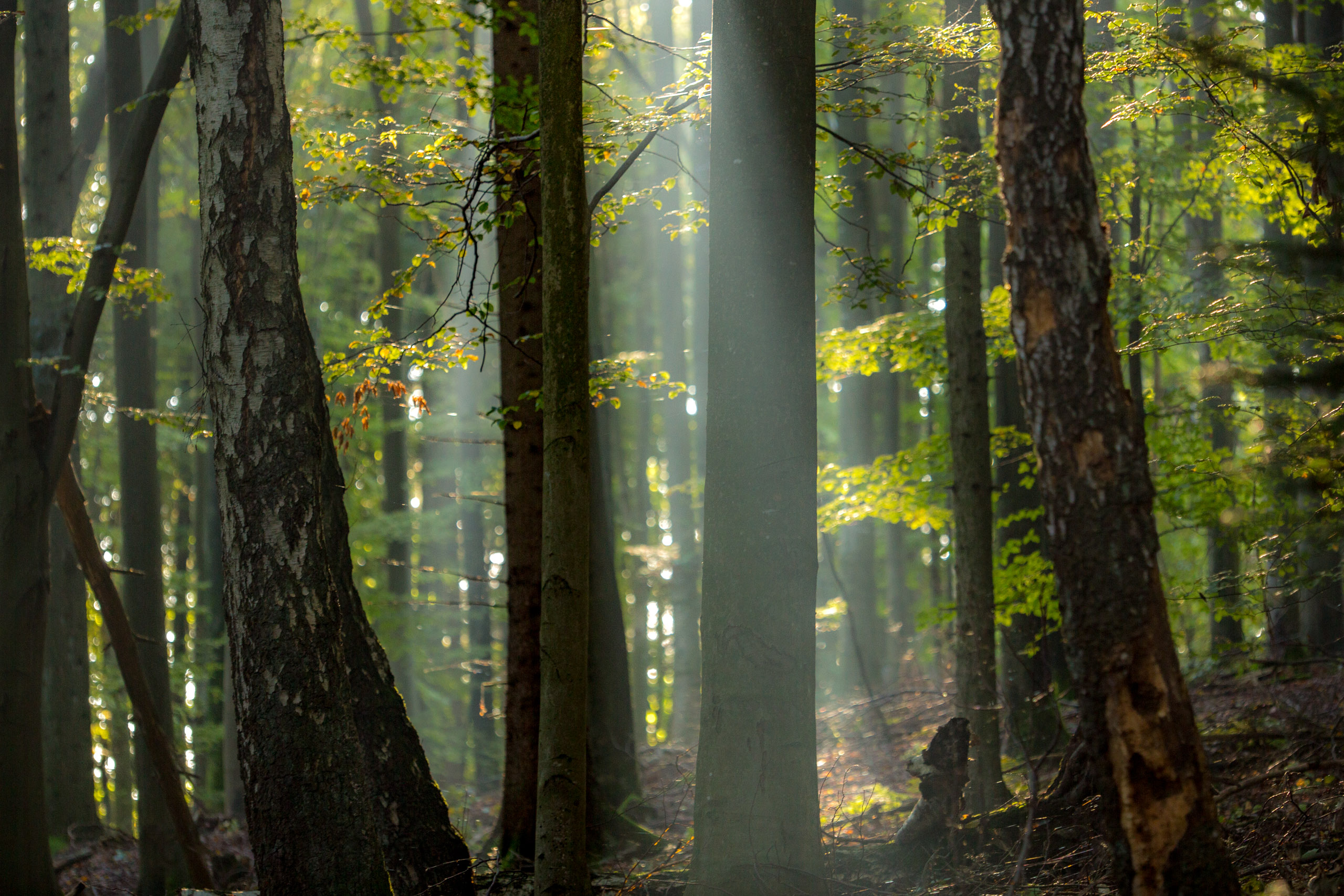 20141024094737 RD 75853