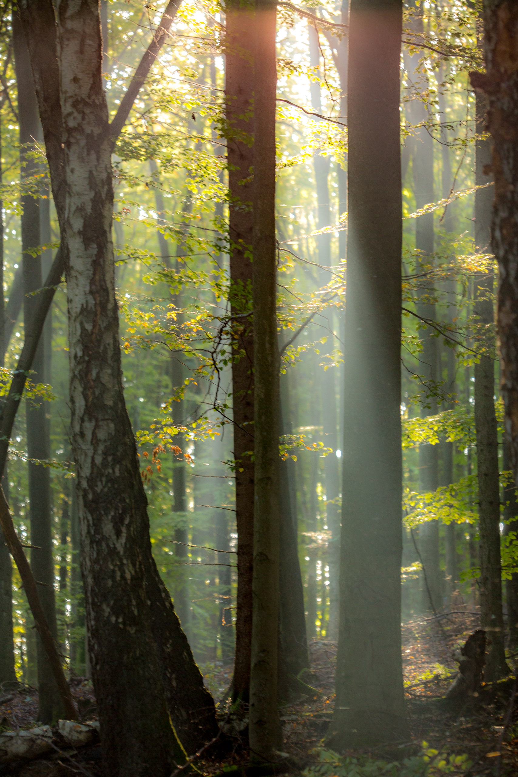 20141024094742 RD 75856