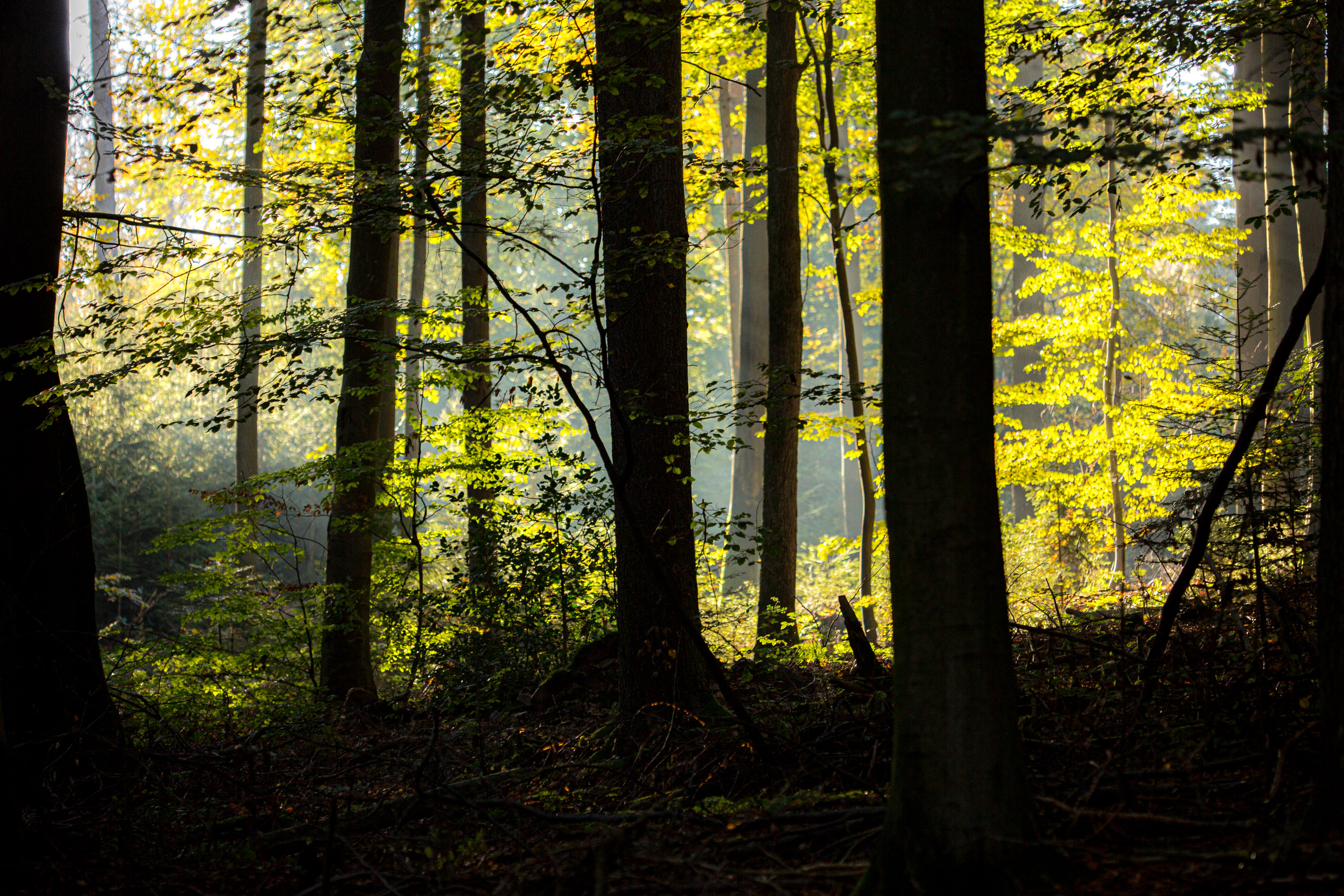 20141024095347 RD 75866