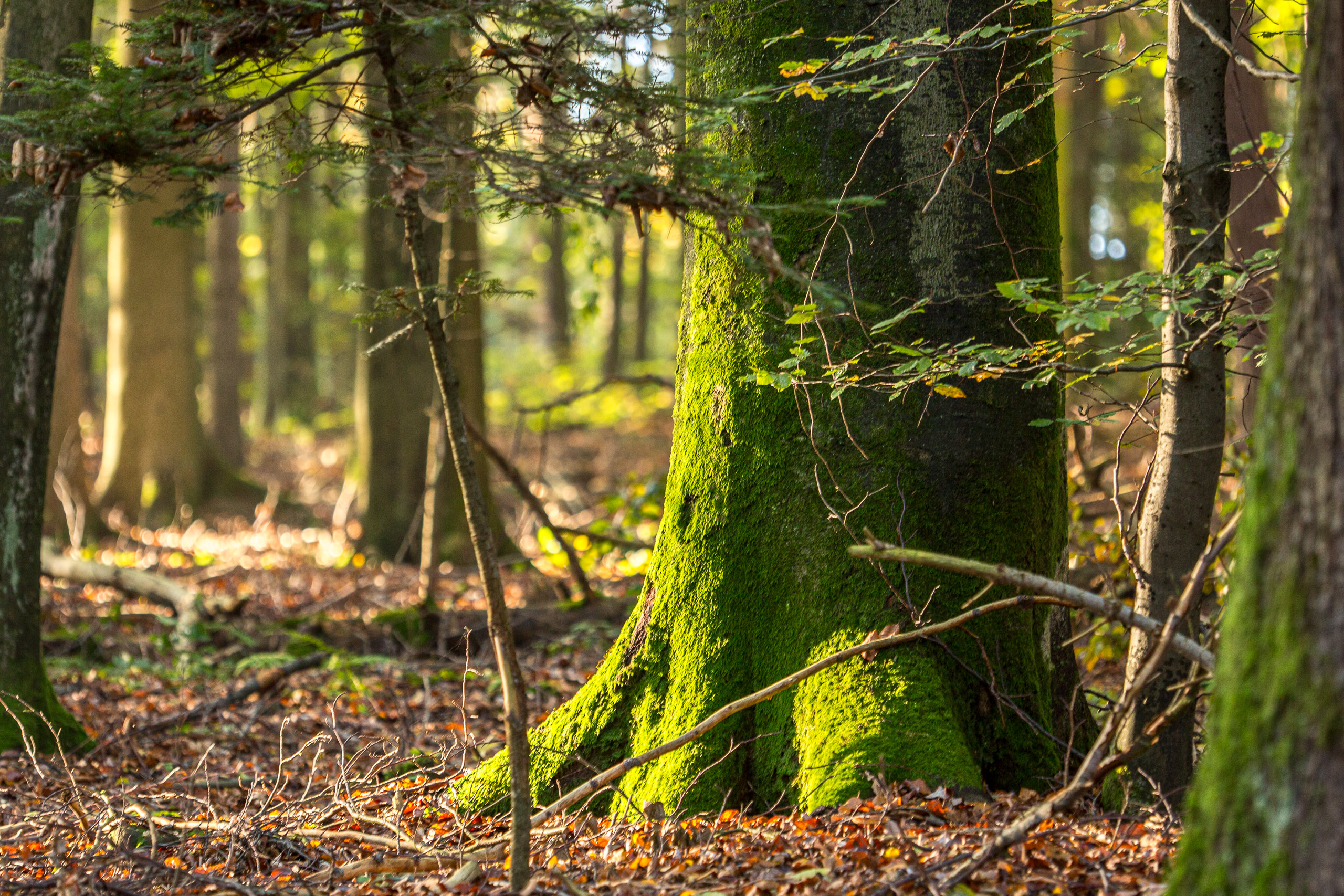 20141024095438 RD 75873