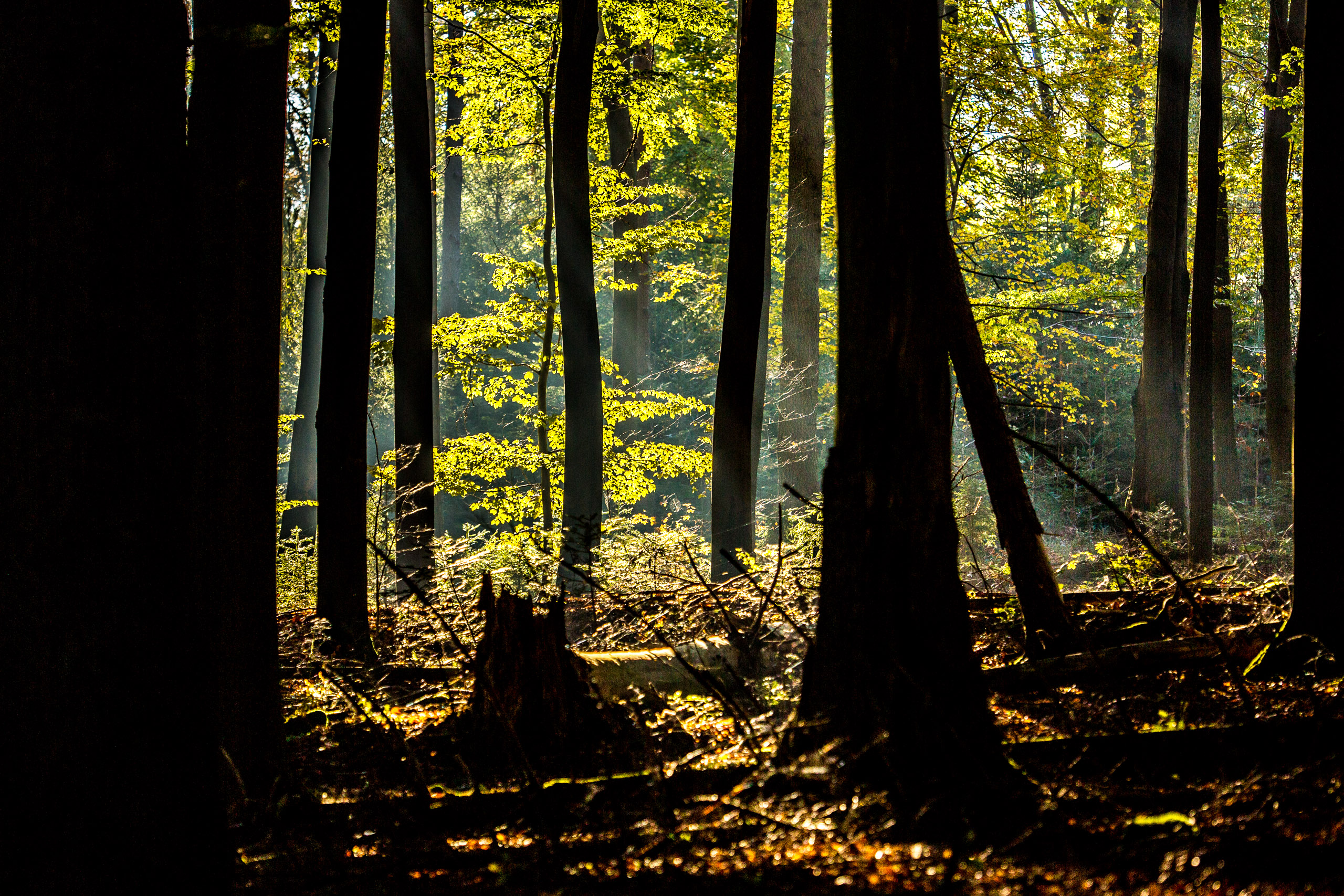 20141024095507 RD 75876