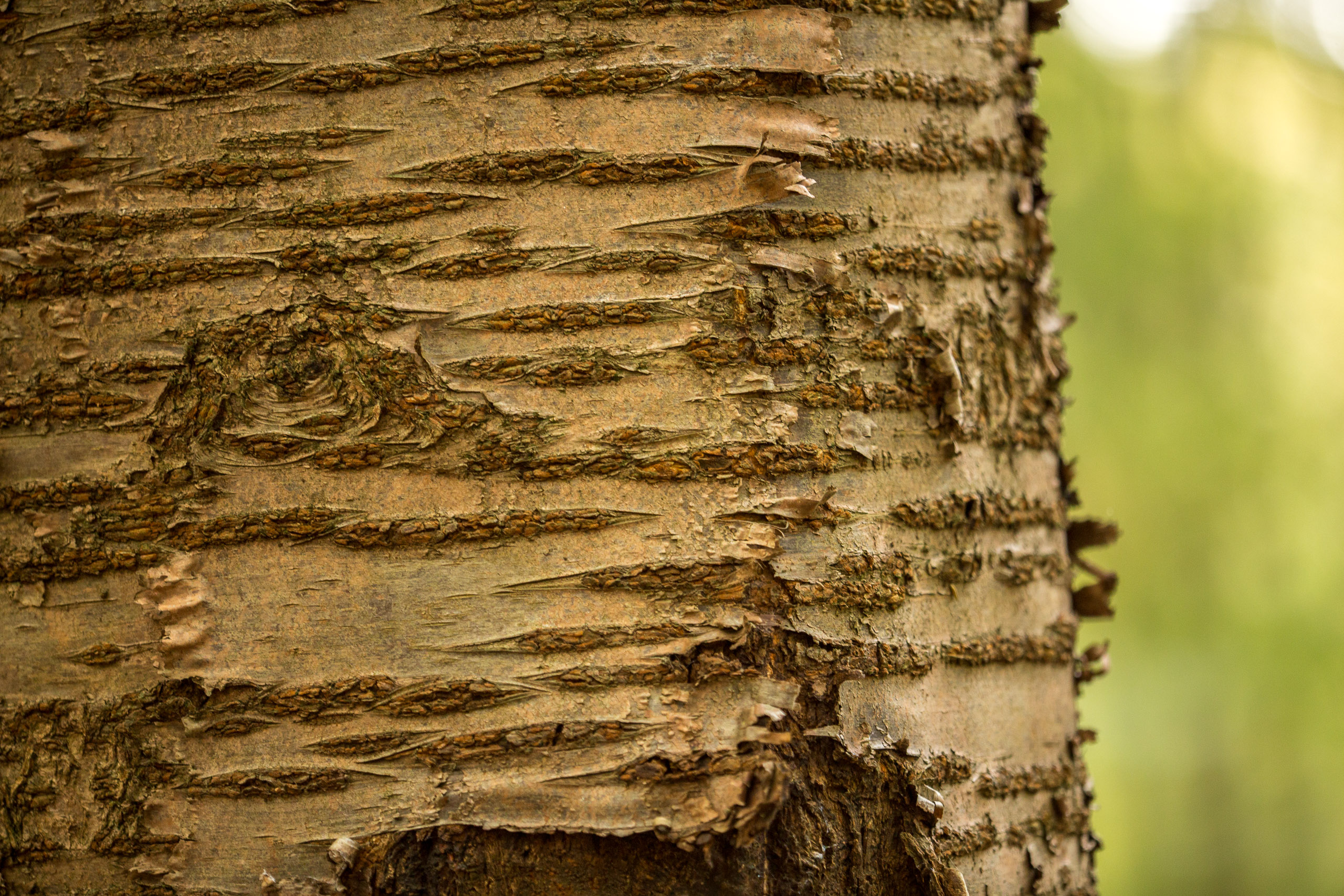 20141025143613 RD 76204