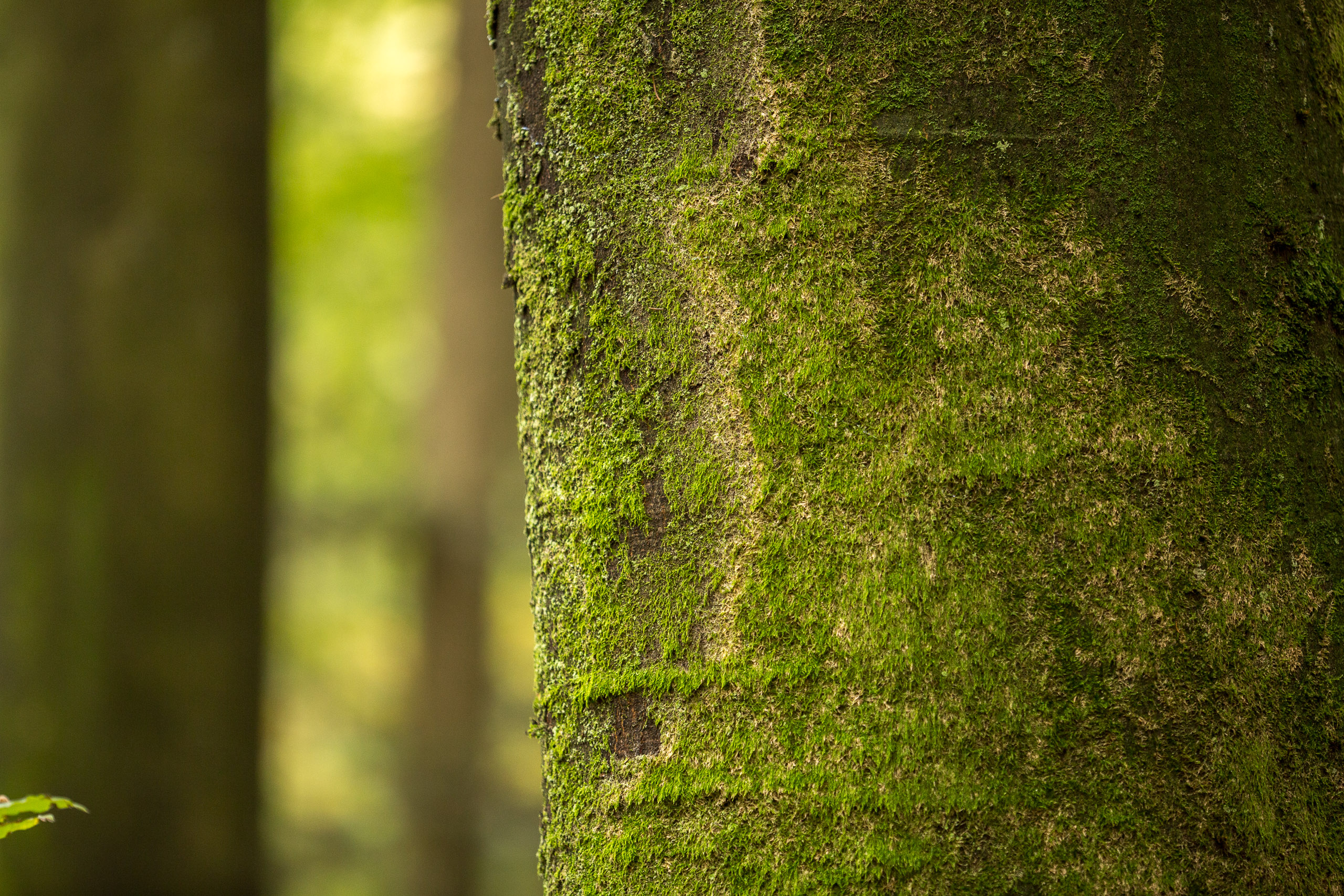 20141025143845 RD 76209