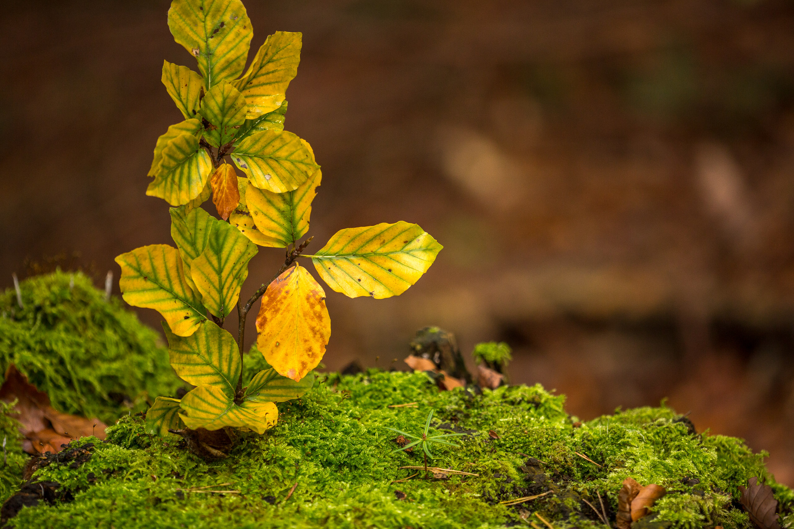 20141025144435 RD 76234