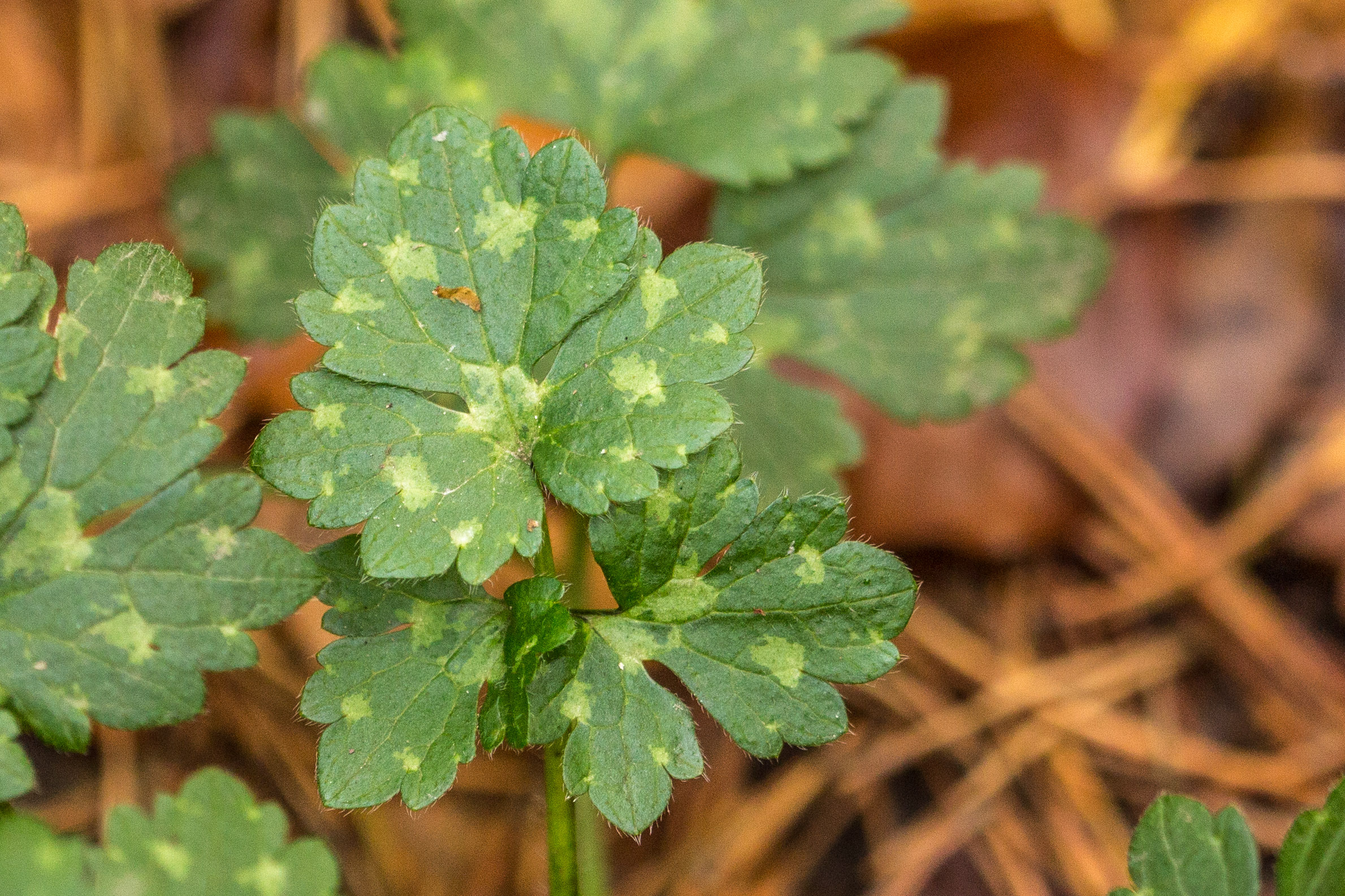 20141025145251 RD 76268