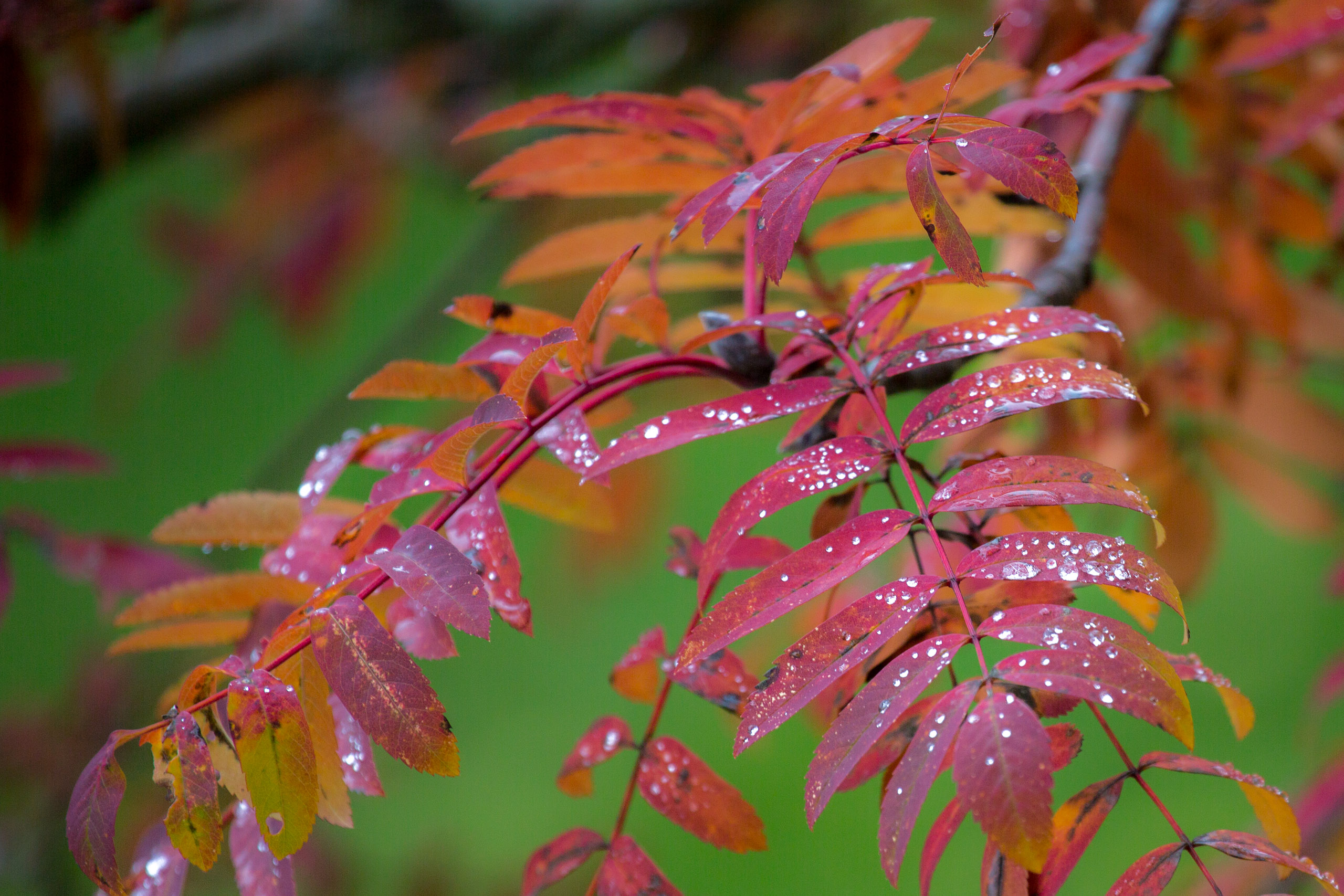 20151023135957 RD100590