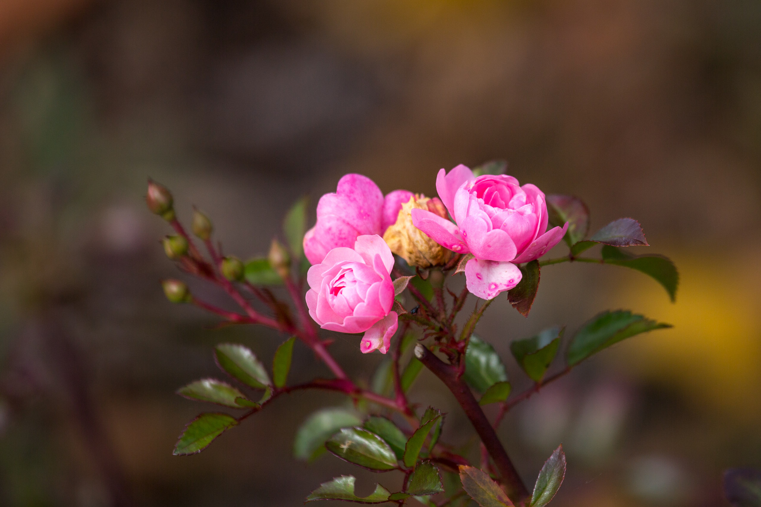 20151024131525 RD100693