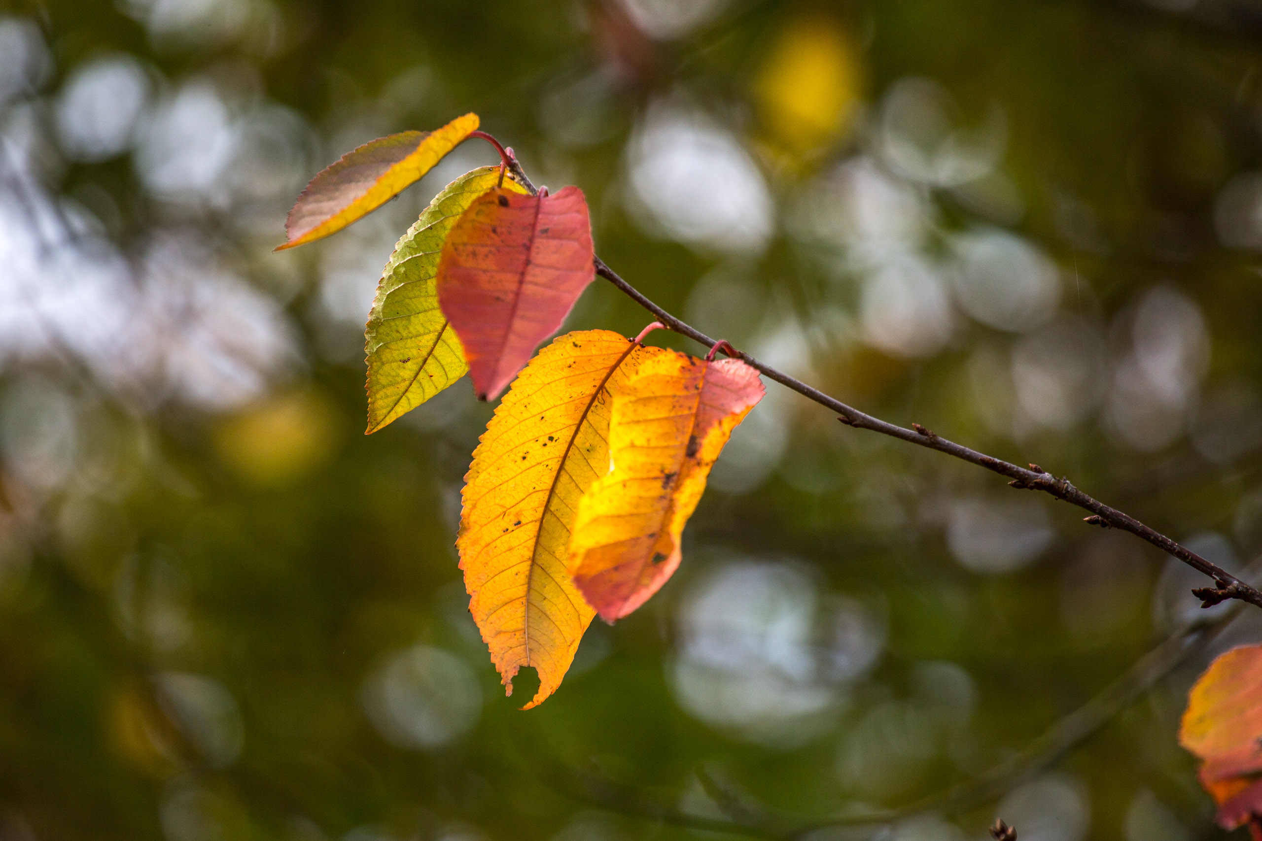 20151024131640 RD100702