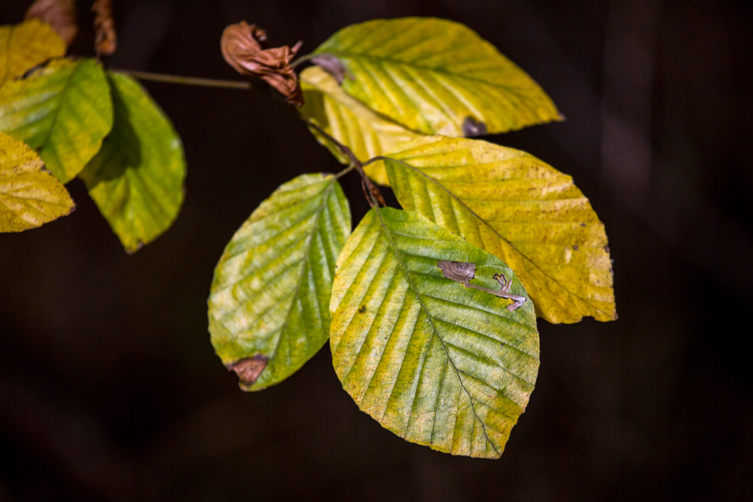 20151024131759 RD100704