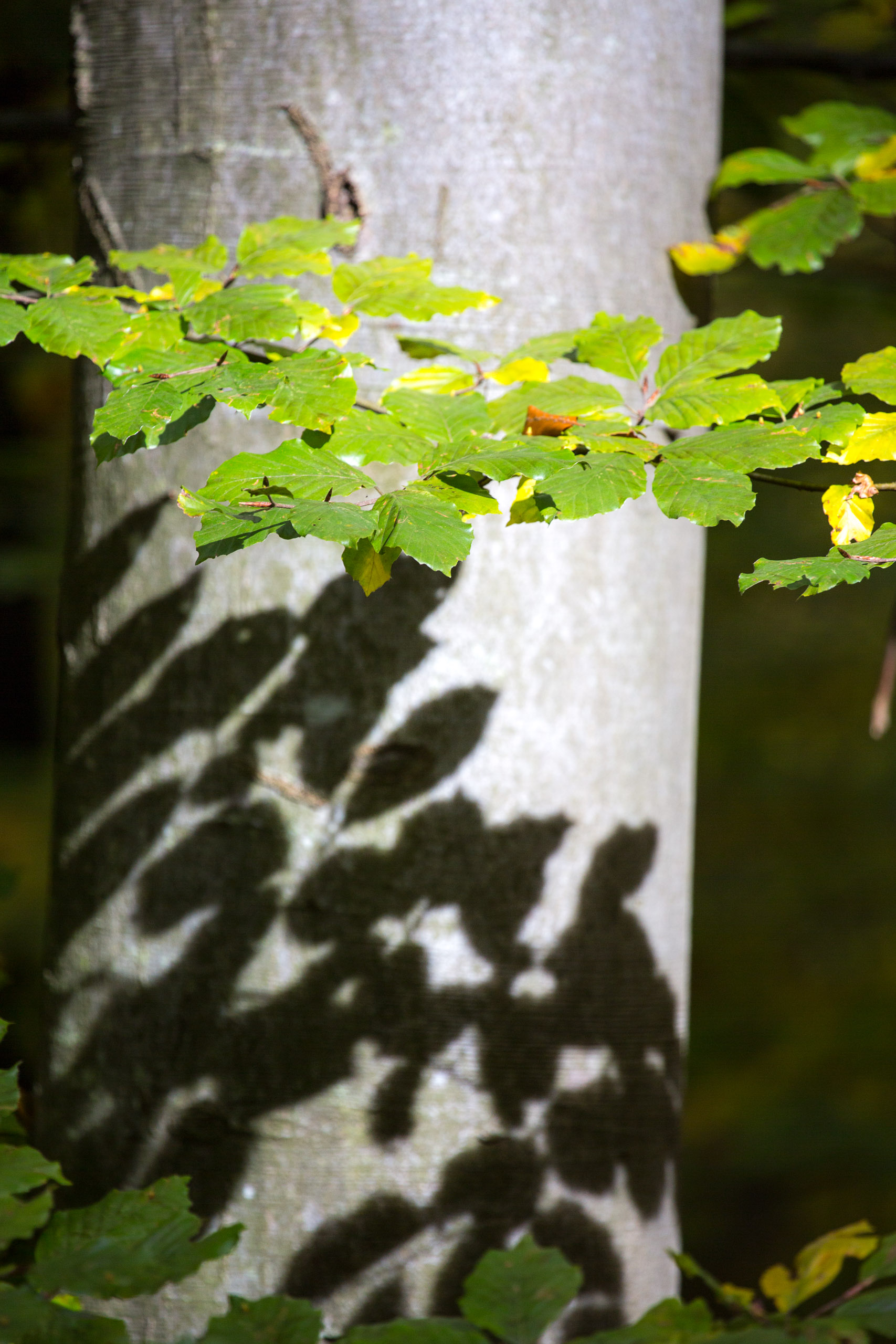 20151024132811 RD100755