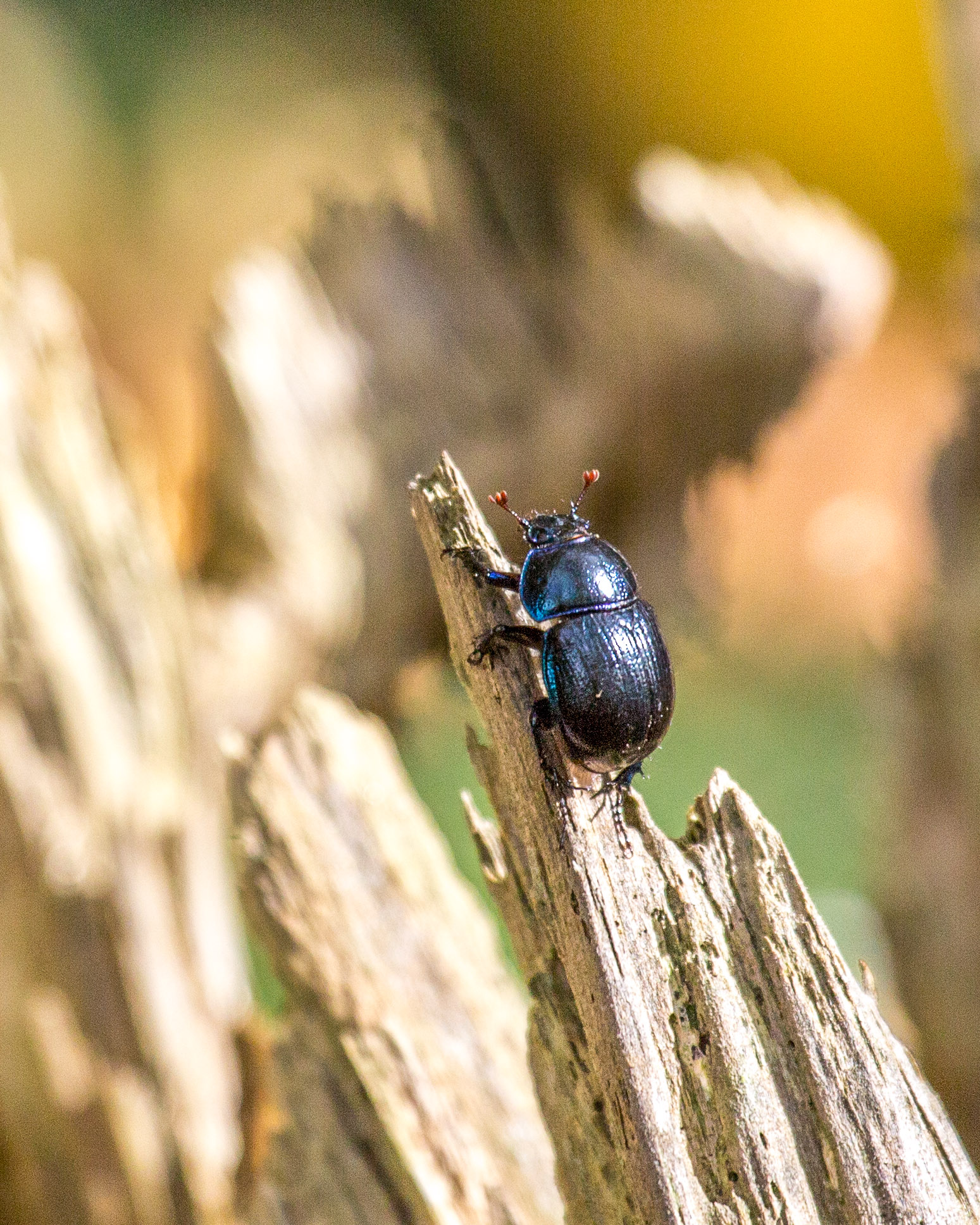 20151024133914 RD100823