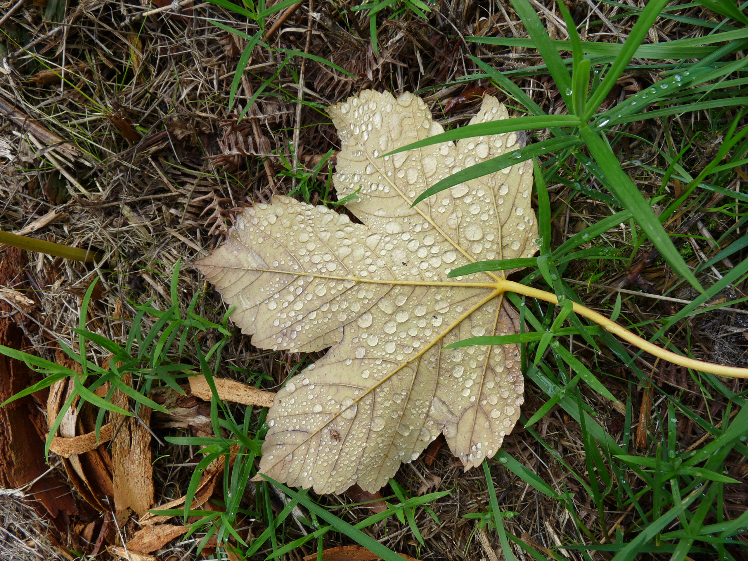 20151024134916 P1070957