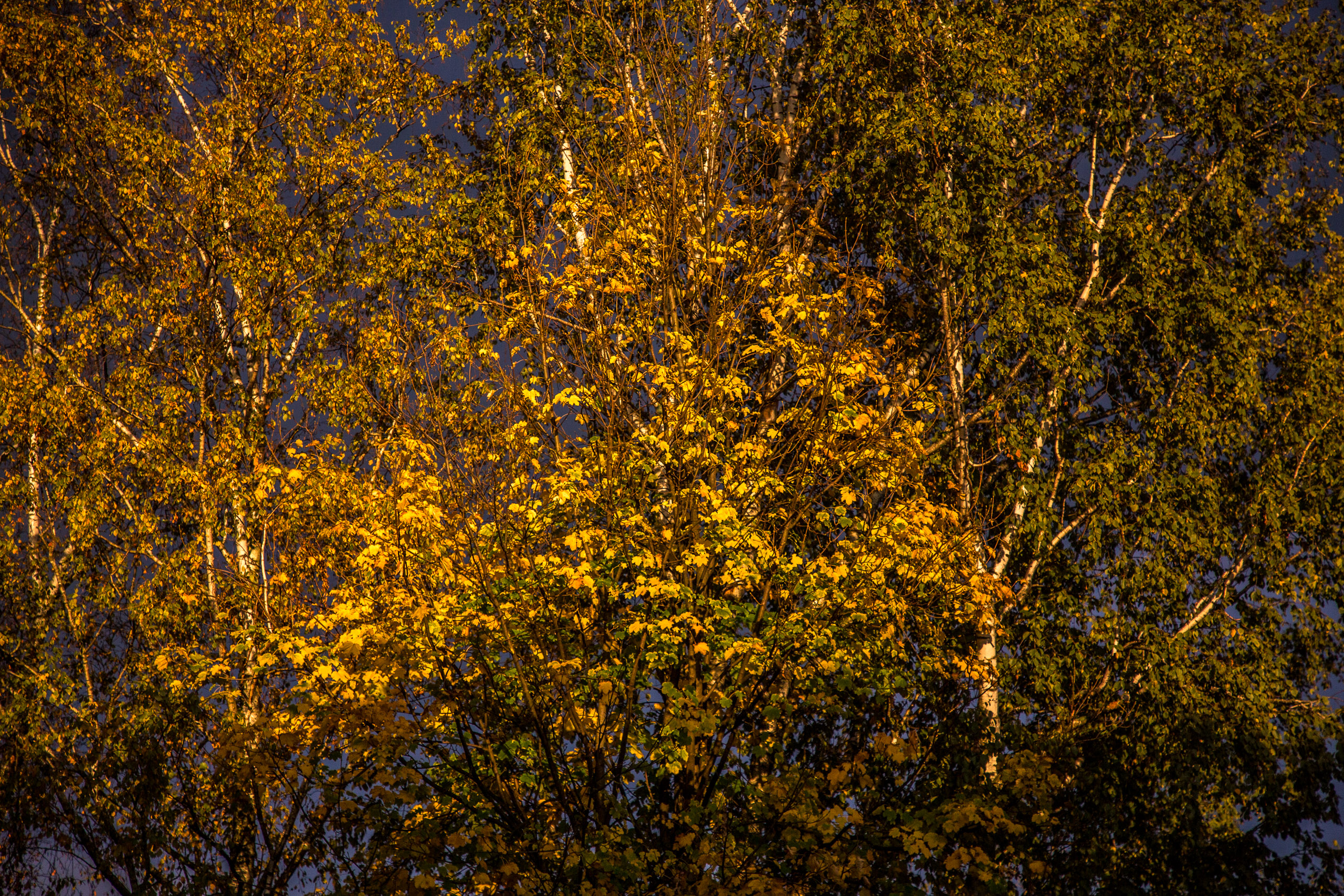 20171027172915 RD105181