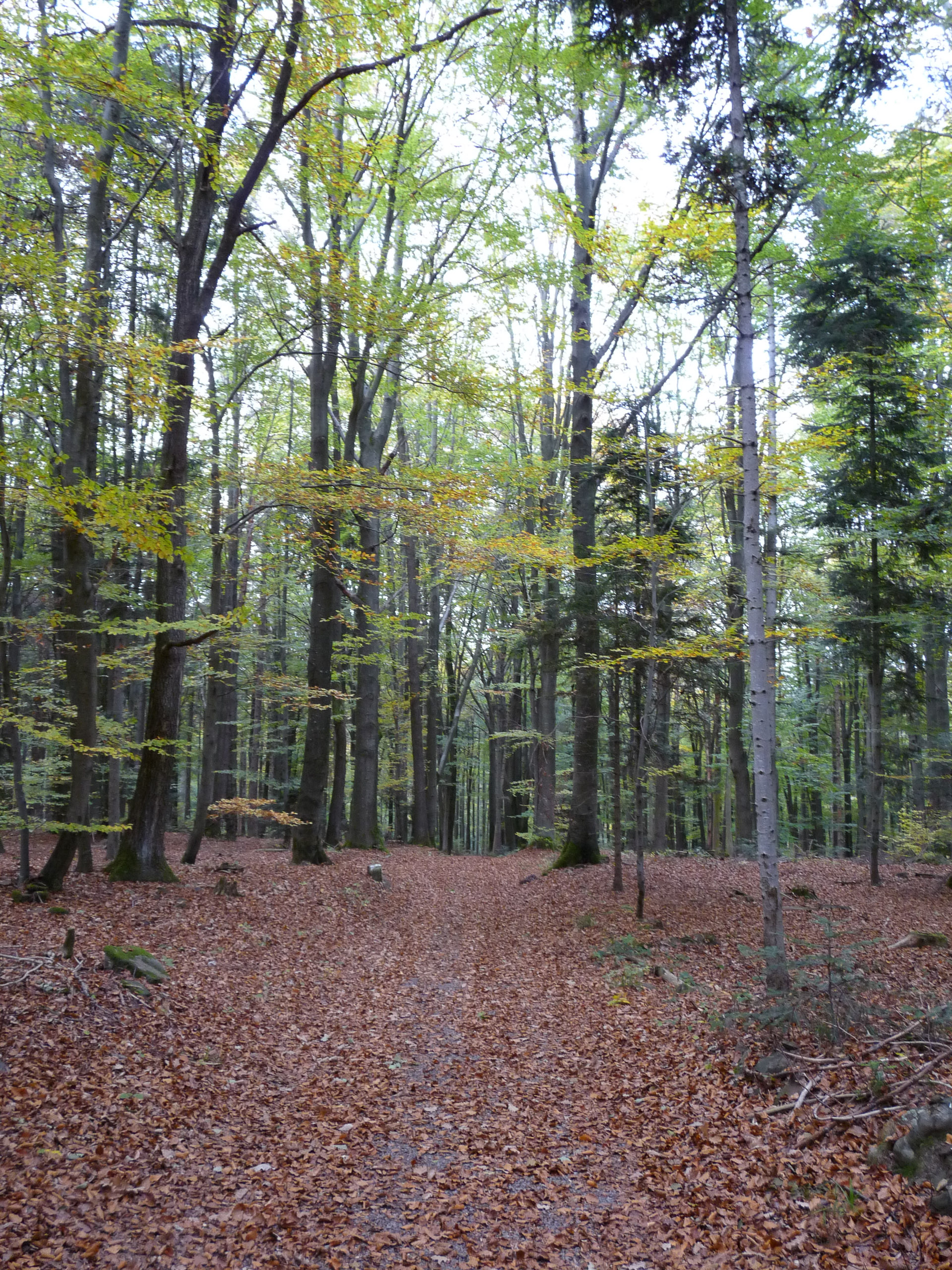 20181026164033 P1110996