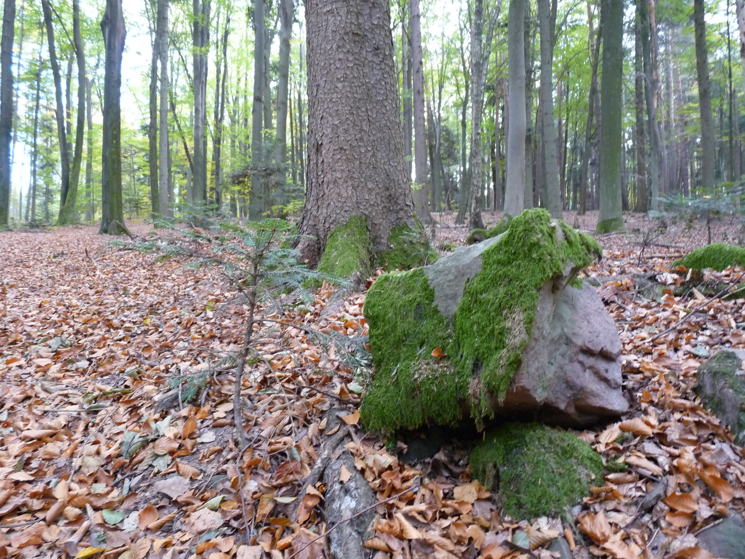 20181026164202 P1110997