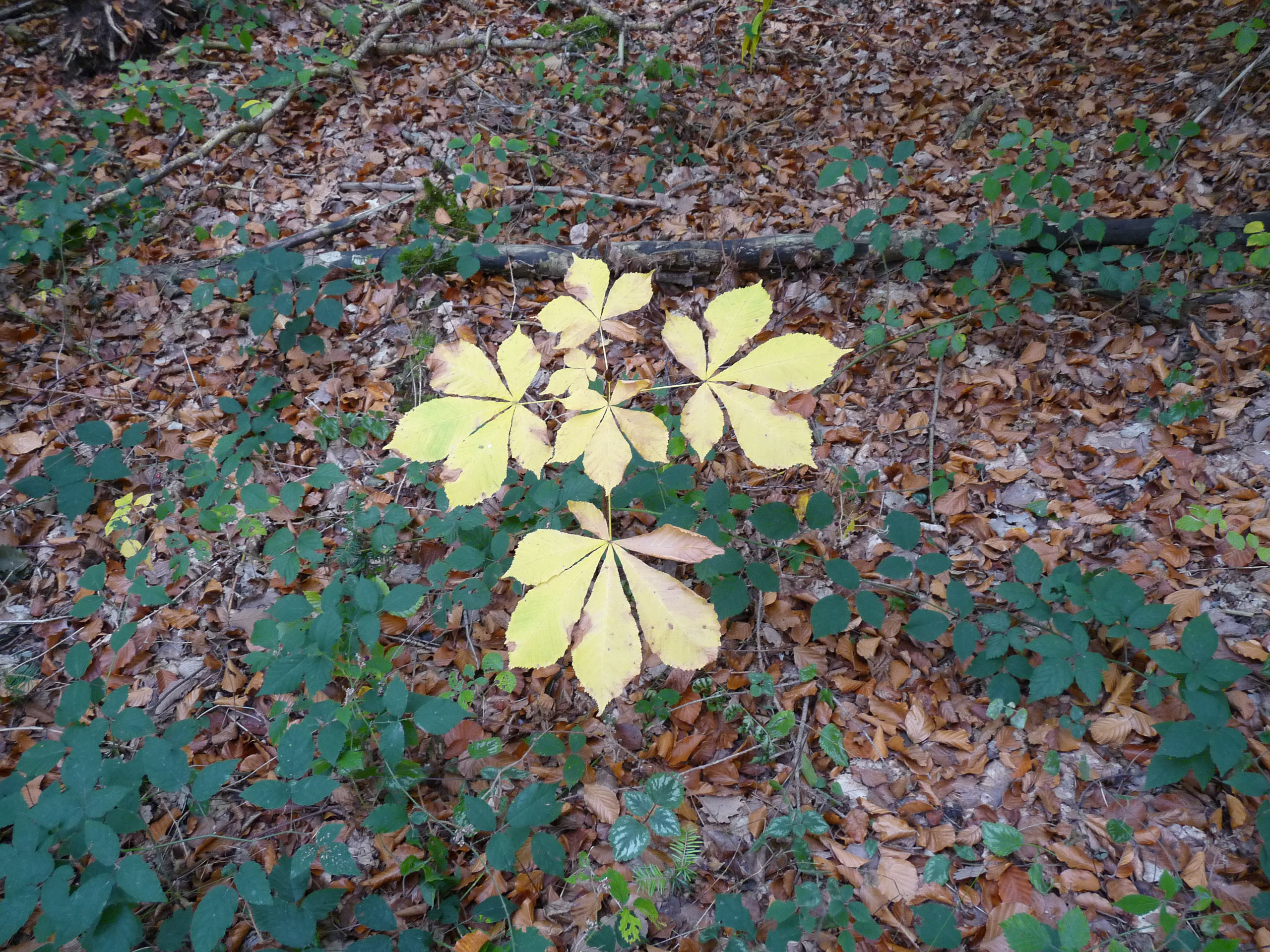 20181026164709 P1110999