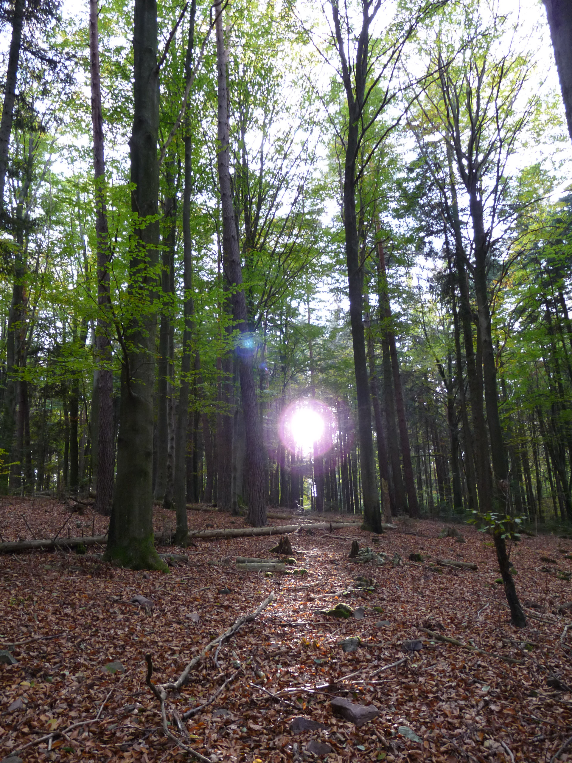 20181026165043 P1120003