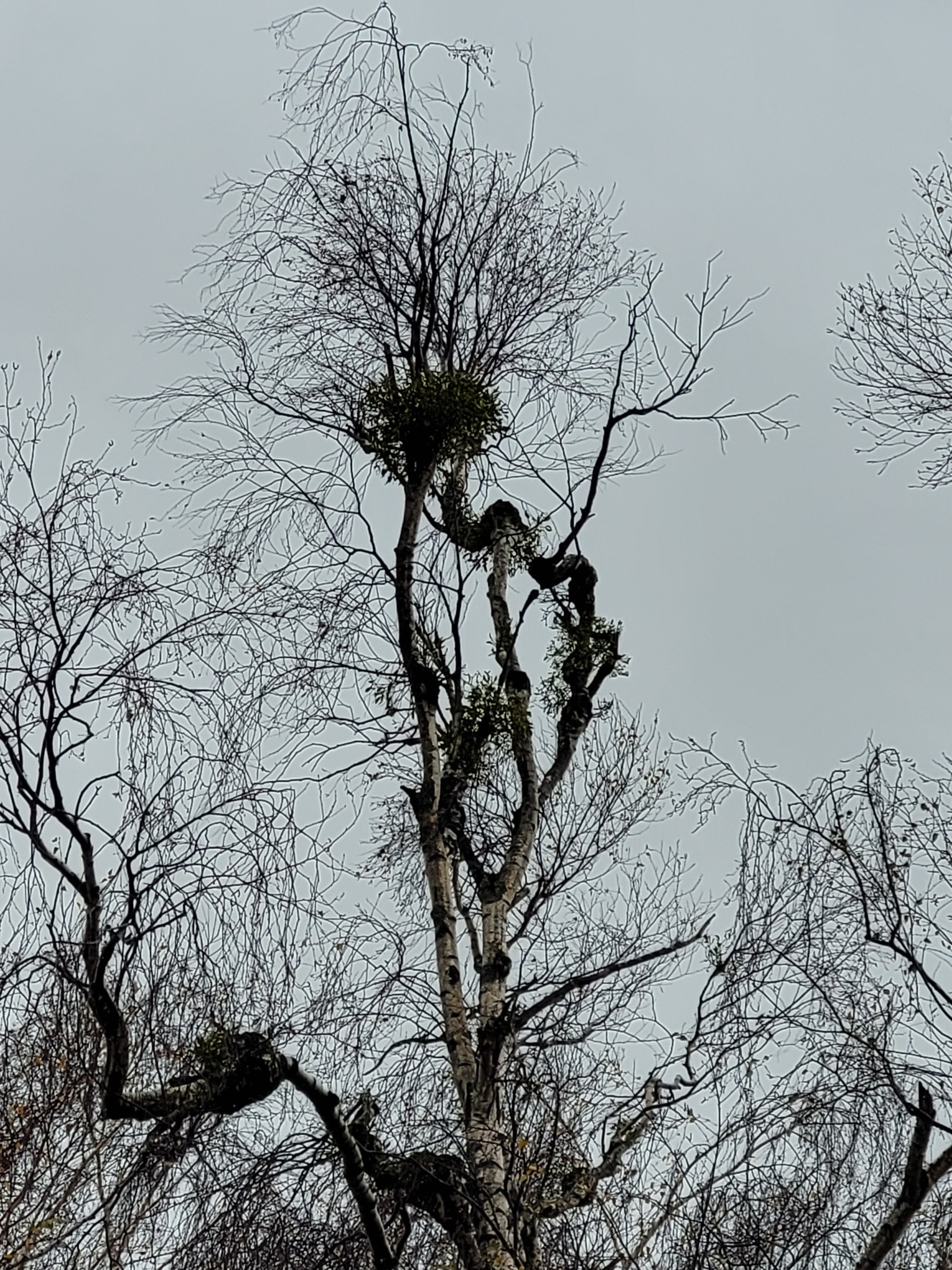 20231117114943 20231117 114943