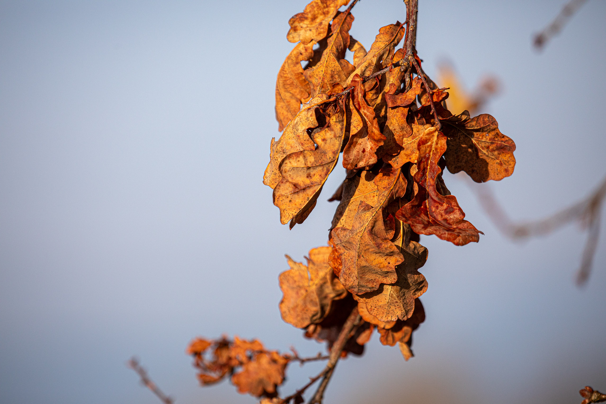 20231118084057 RD4 4777