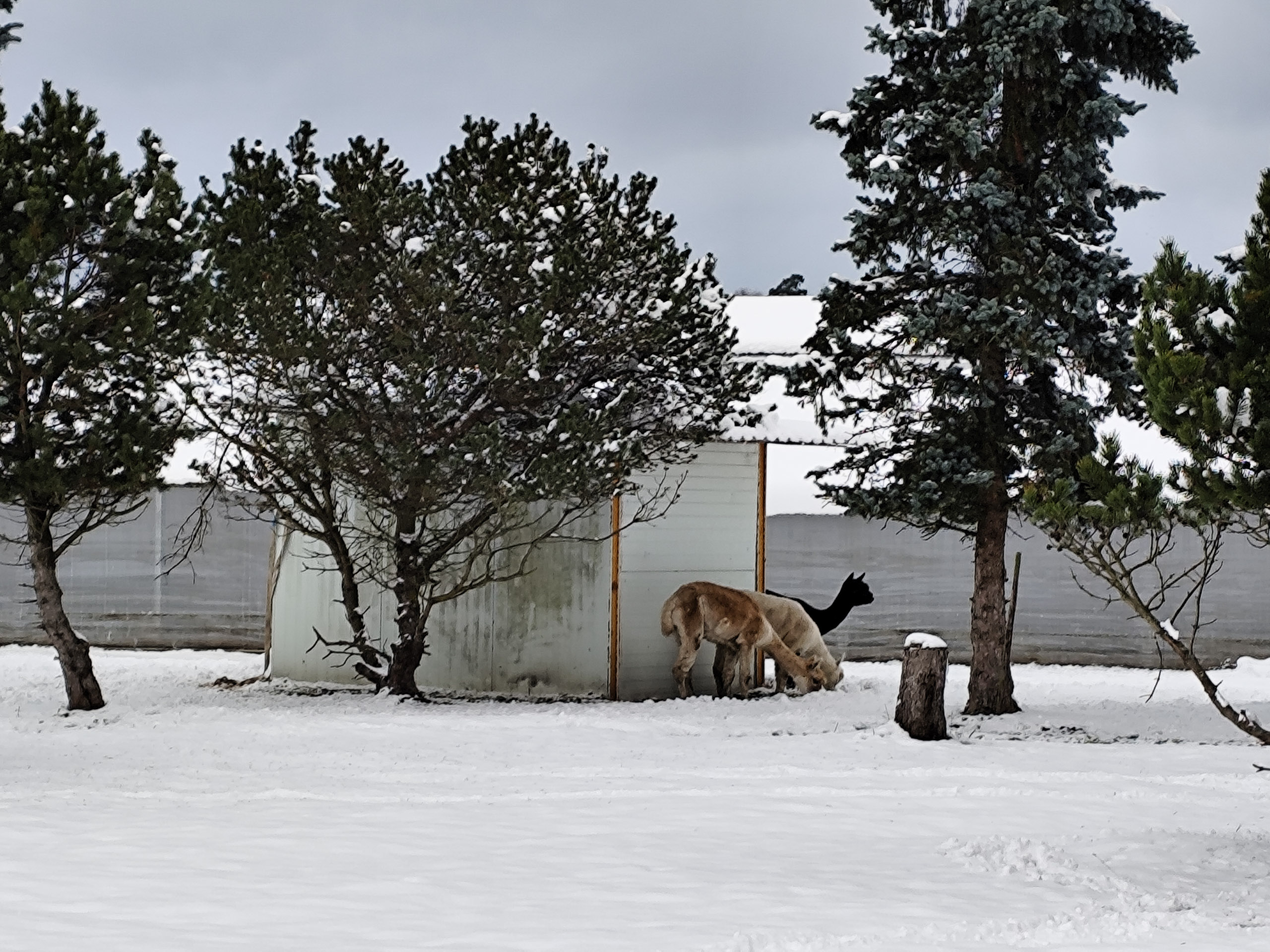 20241122150942 IMG 20241122 150942