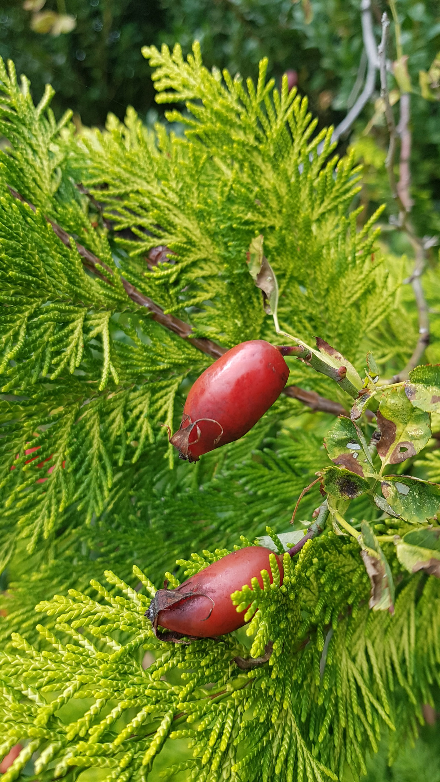 20251004133215 Heidi 133215