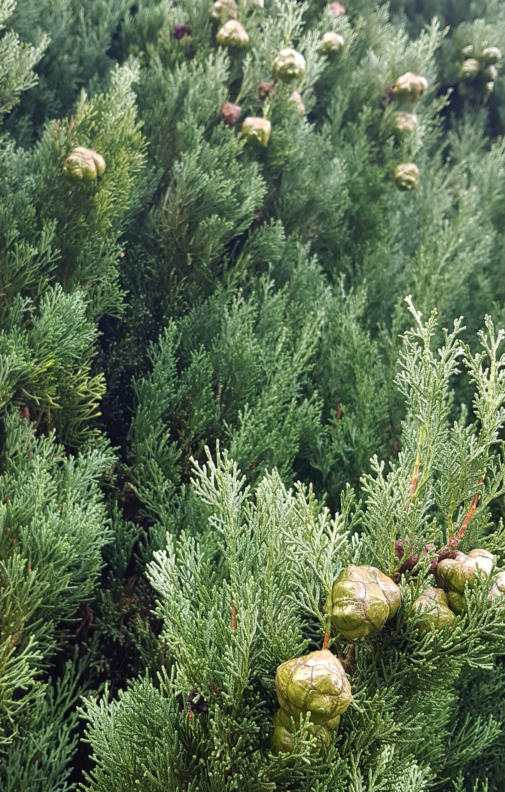 20251004133359 Heidi 133359