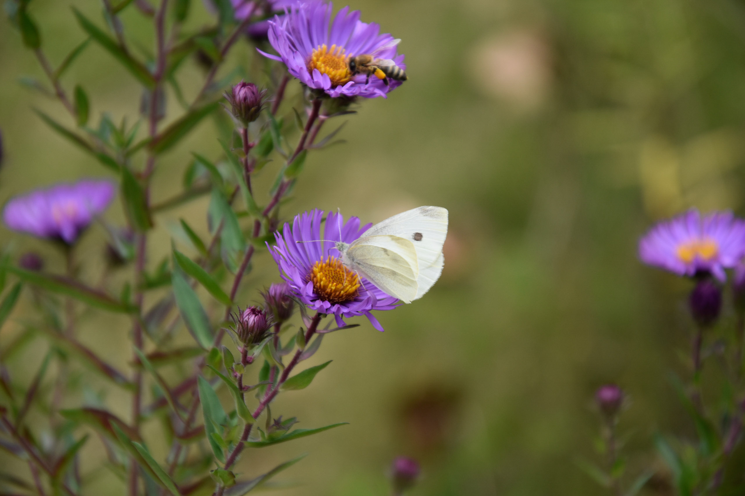 20251004135233 AnOA250656