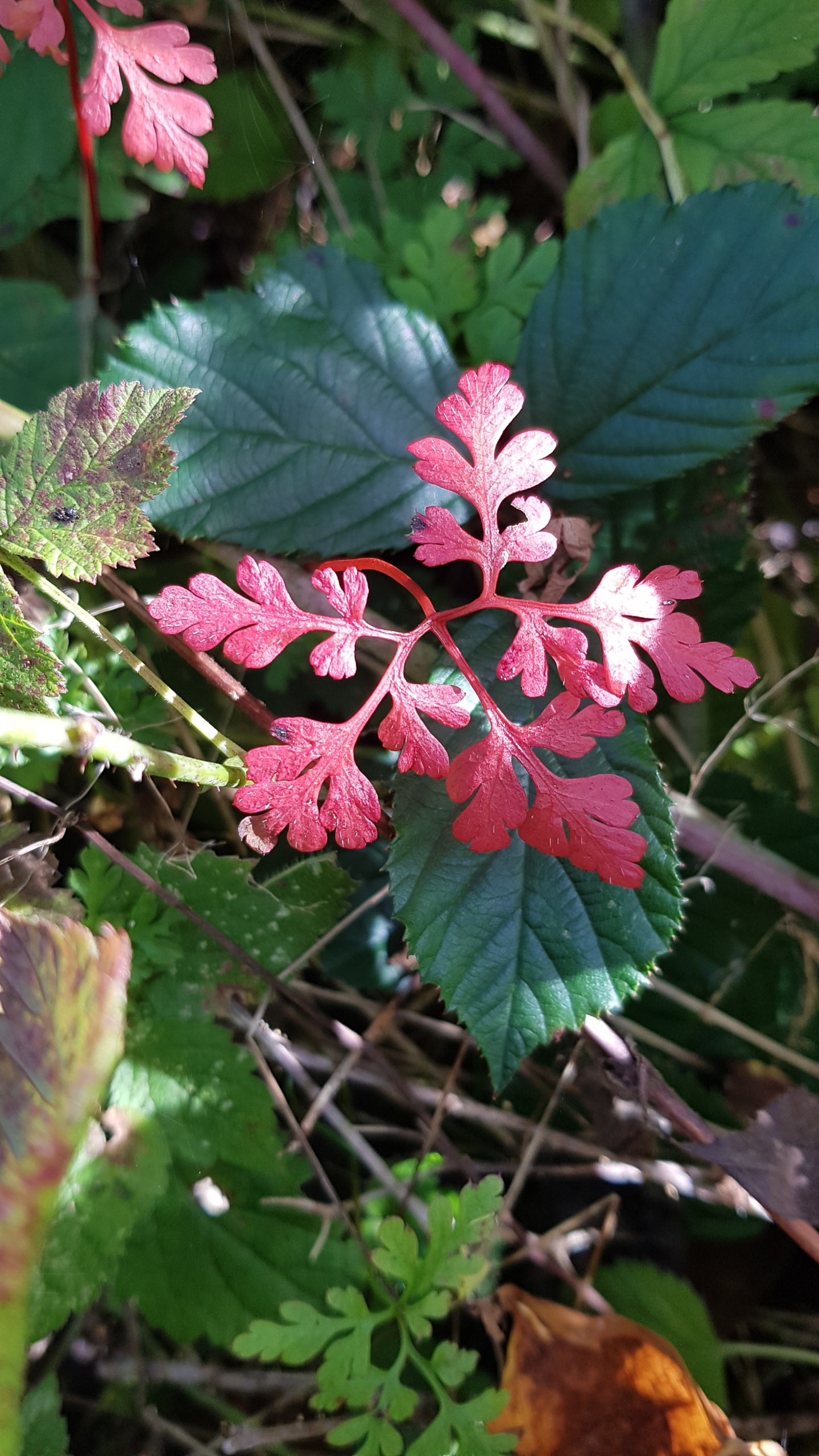 20251004141557 Heidi 141557