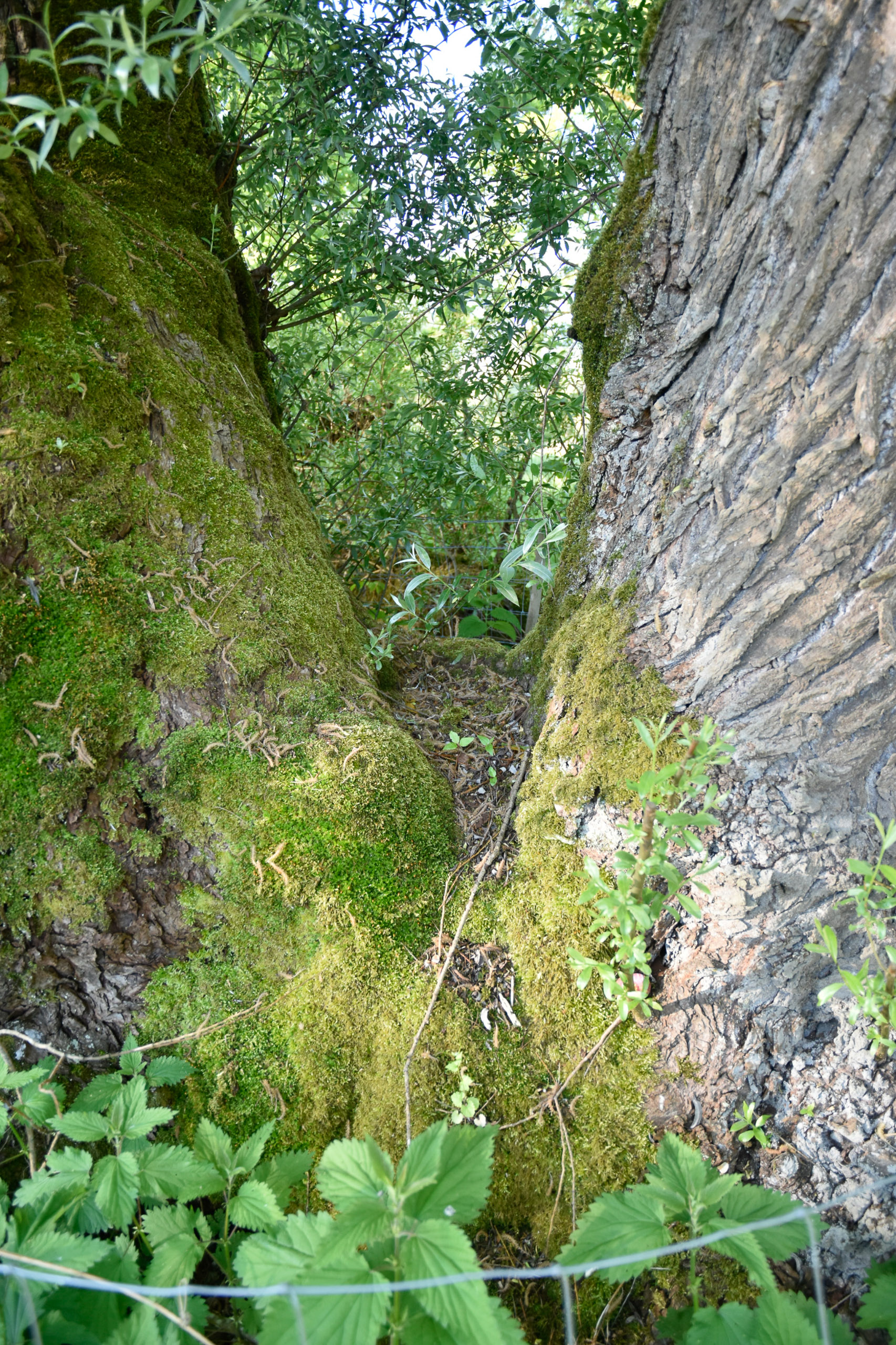 20250511074651 A240506